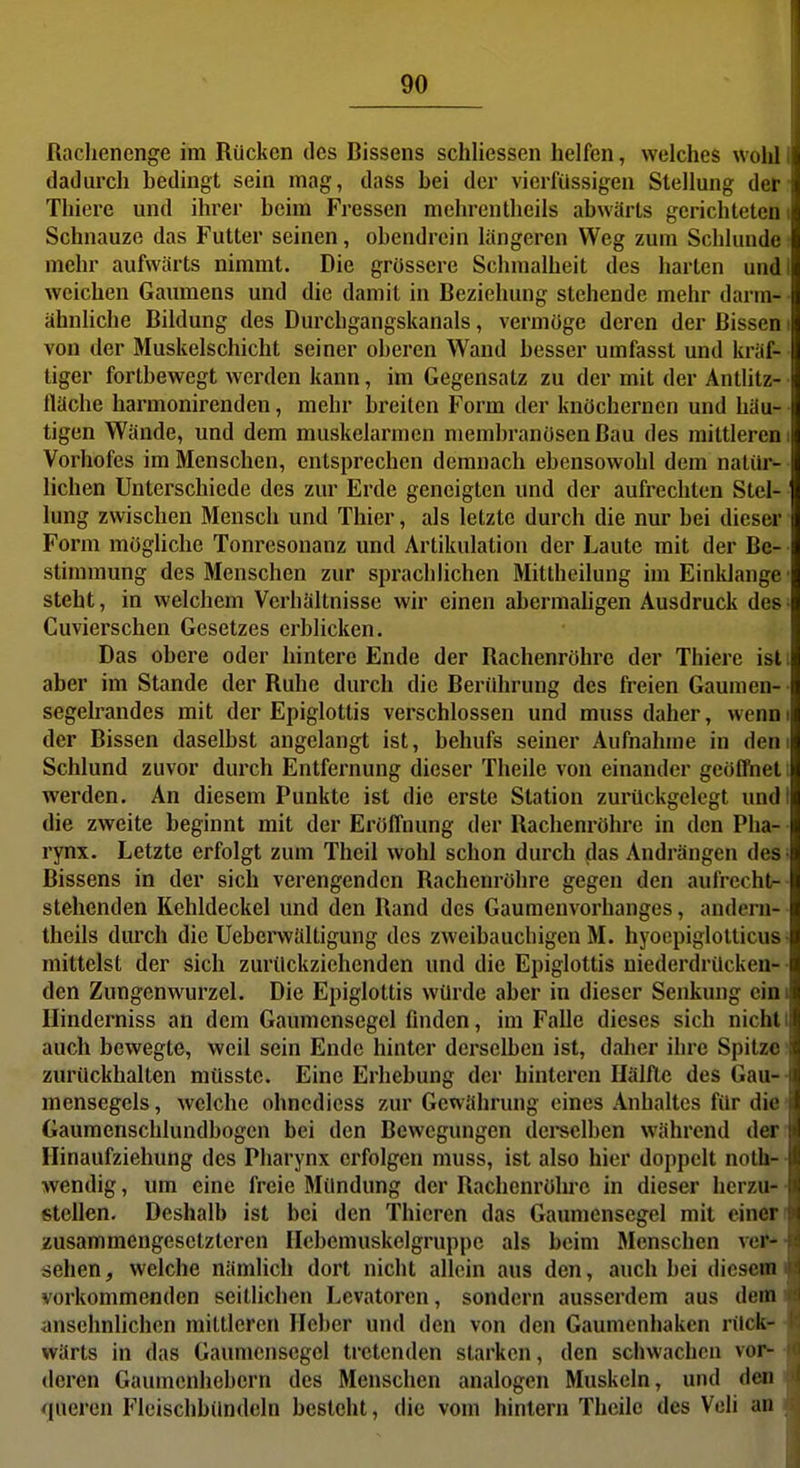 Raclienenge im Rücken Jcs Bissens schliessen helfen, welches wolü dadurch bedingt sein mag, dass bei der vierfüssigen Stellung der Thiere und ihrei- beim Fressen mehrentheils abwärts gerichteten Schnauze das Futter seinen, obendrein längeren Weg zum Schlünde mehr aufwärts nimmt. Die grössere Schnialheit des harten und weichen Gaumens und die damit in Beziehung stehende mehr darm- ähnliche Bildung des Durchgangskanals, vermöge deren der Bissen von der Muskelschicht seiner oberen Wand besser umfasst und kräf- tiger forlbewegt werden kann, im Gegensatz zu der mit der Anthtz- tlache harmonirenden, mehr breiten Form der knöchernen und häu- tigen Wände, und dem muskelarmen niembranösenBau des mittleren Vorhofes im Menschen, entsprechen demnach ebensowohl dem natür- lichen Unterschiede des zur Erde geneigten und der aufrechten Stel- lung zwischen Mensch und Thier, als letzte durch die nur bei dieser Form möghche Tonresonanz und Artikulation der Laute mit der Be- stimmung des Menschen zur sprachlichen Mittheilung im Einklänge steht, in welchem Verhältnisse wir einen ahermahgen Ausdruck des Cuvierschen Gesetzes erblicken. Das obere oder hintere Ende der Rachenröhre der Thiere ist aber im Stande der Ruhe durch die Berührung des freien Gauraen- segelrandes mit der Epiglotlis verschlossen und muss daher, wenn der Bissen daselbst angelangt ist, behufs seiner Aufnahme in den Schlund zuvor durch Entfernung dieser Theile von einander geüflbet werden. An diesem Punkte ist die erste Station zurückgelegt und die zweite beginnt mit der Eröffnung der Rachenröhre in den Pha- rynx. Letzte erfolgt zum Theil wohl schon durch das Andrängen des Bissens in der sich verengenden Rachenröhre gegen den aufrecht- stehenden Kehldeckel und den Rand des Gaumenvorhanges, anderu- theils durch die Ueberwältigung des zweibauchigen M. hyoepiglotticus mittelst der sich zurückziehenden und die Epiglotlis niederdrücken- den Zungenwurzel, Die Epiglotlis würde aber in dieser Senkung ein Ilinderniss an dem Gaumensegel finden, im Falle dieses sich nicht auch bewegte, weil sein Ende hinter derselben ist, daher ihre Spitze zurückhalten müsstc. Eine Erhebung der hinteren Hälfte des Gau- mensegels , welche ohnediess zur Gewährung eines Anhaltes für die Gaumenschlundbogen bei den Bewegungen deiselben während der Hinaufziehung des Pharynx erfolgen muss, ist also hier doppelt nolh- wendig, um eine freie Mündung der Rachenrölu'c in dieser herzu- stellen. Deshalb ist bei den Thieren das Gaumensegel mit einer zusammengesetzteren Hebemuskelgruppe als heim Menschen ver- sehen , welche nämlich dort nicht allein aus den, auch bei diesem vorkommenden seitlichen Levatoren, sondern ausserdem aus dem ansehnlichen mittleren Heber und den von den Gaumenhaken rück- wärts in das Gaumensegel tretenden starken, den schwachen vor- deren Gaumenhebern des Menschen analogen Muskeln, und den queren Fleischbimdcln besteht, die vom hintern Theile des Vcli an