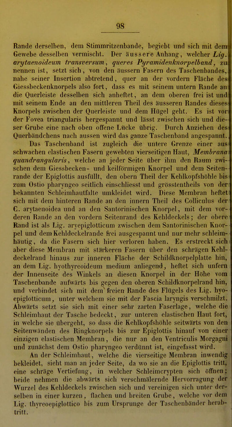 Rande derselben, dem Stimmritzenbande, begiebt und sieb mit dem Gewebe desselben vermiscbt. Der äussere Anhang, welcher Li'^. arytaenoideum transversum, queres Pyrainidenknorpelband, zu nennen ist, setzt sich, von den äussern Fasern des Taschenbandes, nahe seiner Insertion abtretend, quer an der vordem Fläche des Giessbeckenknorpels also fort, dass es mit seinem untern Rande an die Querleiste desselben sich anheftet, an dem oberen frei ist und mit seinem Ende an den mittleren Theil des äusseren Randes dieses Knorpels zwischen der Querleiste und dem Hügel geht. Es ist vor der Fovea triangularis hergespannt und lässt zwischen sich und die- ser Grube eine nach oben offene Lücke übrig. Durch Anziehen des Querbändchens nach aussen wird das ganze Taschenband angespannt. Das Taschenband ist zugleich die untere Grenze einer aus schwachen elastischen Fasern gewebten vierseitigen Haut, Membrana qua?idra?igMlaris, welche an jeder Seite über ihm den Raum zwi- schen dem Giessbecken- und keilförmigen Knorpel und dem Seiten-- rande der Epiglottis ausfüllt, den obern Theil der Kehlkopfshöhle bis- zum Ostio pharyngeo seitlich einschliesst und grösstentheils von der: bekannten Schleimhautfalte umkleidet wird. Diese Membran heftet! sich mit dem hinteren Rande an den Innern Theil des Colliculus der C. arytaenoidea und an den Santorinischen Knorpel, mit dem vor- deren Rande an den vordem Seitenrand des Kehldeckels; der obere Rand ist als Lig. aryepiglotticum zwischen dem Santorinischen Knor- pel und dem Kehldeckelrande frei ausgespannt und nur mehr schleim- häutig, da die Fasern sich hier verloren haben. Es erstreckt sich i aber diese Membran mit stäi'keren Fasern über den schrägen Kchl- deckelrand hinaus zur inneren Fläche der Schildknorpelplatte hin, an dem Lig. hyothyreoideum medium anliegend, heftet sich unfern der Innenseite des Winkels an diesen Knorpel in der Höhe vom Taschenbande aufwärts bis gegen den oberen Schildknorpelrand hin, und verbindet sich mit dem^ freien Rande des Flügels des Lig. hyo- epiglotticum, unter welchem sie mit der Fascia laryngis verschmilzt. Abwärts setzt sie sich mit einer sehr zarten Faserlage, welche die Schleimhaut der Tasche bedeckt, zur unteren elastischen Haut fort, in welche sie übergeht, so dass die Kehlkopfshöhle seitwärts von den Seitenwänden des Ringknorpels bis zur Epiglottis hinauf von einer einzigen elastischen Membran, die nur an den Ventriculis Morgagni und zunächst dem Ostio pharyngeo verdünnt ist, eingefasst wird. An der Schleimhaut, welche die vierseitige Membran inwendig bekleidet, sieht man an jeder Seite, da wo sie an die Epiglottis tritt, eine schräge Vertiefung, in welcher Schleimcrypten sich öffnen; beide nehmen die abwärts sich verschmälernde Hervorragung der Wurzel des Kehldeckels zwischen sich und vereinigen sich unter der- selben in einer kurzen, flachen und breiten Grube, welche vor dem Lig. thyreoepiglottico bis zum Ursprünge der Tascbenbänder hcrab- tritt.