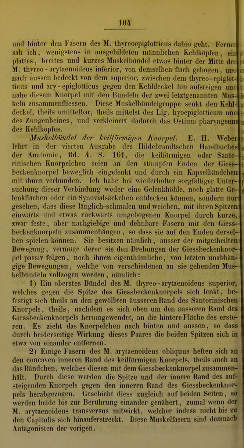 und hinter den Fasern des M. thyreoepiglqtticus dahin geht. Fernei sah ich, wenigstens in ausgebildeten männlichen Kehlköpfen, eii plattes, breites und kurzes Muskelbündel etwas hinter der Milte de; M. thyreo - arytaenoideus inferior, von demselben flach gebogen, um nach aussen bedeckt von dem superior, zwischen dem thjTeo-epiglot- ticus und ary - epiglotticus gegen den Kehldeckel hin aufsteigen unc nahe diesem Knorpel mit den Bündeln der zwei letztgenannten Mus- keln zusammenfliessen. Diese MuskelbUndelgruppe senkt den Kehl- deckel, theils umittelbar, theils mittelst des Lig. hyoepiglotticum und des Zungenbeines, und verkleinert dadurch das Ostium pharyngeum des Kehlkopfes, Muskelbündel der keilj'örmhjen Knorpel. E. H. Weber lehrt in der vierten Ausgabe des Hildebrandtschen Handbuches i der Anatomie, Bd. 4. S. 161, die keilförmigen oder Santo- rinischen Knorpelchen seien an den stumpfen Enden der Giess-i beckenknorpel beweglich eingelenkt und durch ein Kapselbändchen mit ihnen verbunden. Ich habe bei wiederholter sorgfältiger Unter- suchung dieser Verbindung weder eine Gelenkliöhle, noch glatte Ge- lenkflächen oder ein Synovialsäckchen entdecken können, sondern nur gesehen, dass diese länghch-schmalen und weichen, mit ihren Spitzen einwärts und etwas rückwärts umgebogenen Knorpel durch kurze, zwar feste, aber nachgiebige und dehnbare Fasern mit den Giess- beckenknorpeln zusammenhängen, so dass sie auf den Enden dersel- ben spielen können. Sie besitzen nämlich, ausser der mitgetheilten Bewegung, vermöge derer sie den Drehungen der Giessbeckenknor- pel passiv folgen, noch ihnen eigenthümliche, von letzten unabhän- gige Bewegungen, welche von verschiedenen an sie gehenden Mus- kelbündeln vollzogen werden, nämlich: 1) Ein oberstes Bündel des M. thyreo-arytaenoideus superior, welches gegen die Spitze des Giessbeckenknorpels sich lenkt, be- festigt sich theils an den gewölbten äusseren Rand des Santorinischen i Knorpels, theils, nachdem es sich oben um den äusseren Rand des; Giessbeckenknorpels herumgewendet, an die hintere Fläche des erste- ren. Es zieht das Knorpelchen nach hinten und aussen, so dass^ durch beiderseitige Wirkung dieses Paares die beiden Spitzen sich in etwa von einander entfernen. 2) Einige Fasern des M. arytaenoideus obliquus heften sich an den concaven inneren Rand des keilförmigen Knorpels, theils auch an das Bändchen, welches diesen mit dem Giessbeckenknorpel zusammen- hält. Durch diese werden die Spitze und der innere Rand des auf- steigenden Knorpels gegen den inneren Rand des Giessbeckenknor- pels herabgezogen. Geschieht diess zugleich auf beiden Seiten, so werden beide bis zur Berührung einander genähert, zumal wenn der M. arytaenoideus transversus mitwirkt, welcher indess nicht bis zu den Capitulis sich hinauferstreckt. Diese Muskelfasern sind demnach Antagonisten der vorigen*