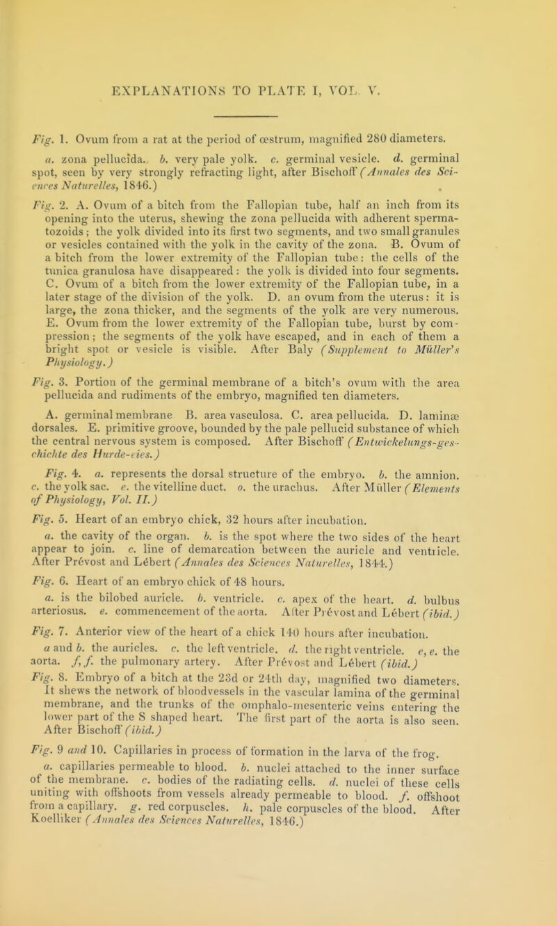 EXPLANATIONS TO PLATE L VOL V. Fig. \. Ovum from a rat at the period of oestrum, magnified 280 diameters. u. zona pellucida. b. very pale yolk. e. germinal vesicle, d. germinal spot, seen by very strongly refracting light, after BischoH'CAnnales des Sci- ences Naturelles, \S4:6.) Fin. 2. A. Ovum of a bitch from the Fallopian tube, half an inch from its opening into the uterus, shewing the zona pellucida with adherent sperma- tozoids ; the yolk divided into its first two segments, and two small granules or vesicles contained with the yolk in the cavity of the zona. B. Ovum of a bitch from the lower extremity of the Fallopian tube: the cells of the tunica granulosa have disappeared : the yolk is divided into four segments. C. Ovum of a bitch from the lower extremity of the Fallopian tube, in a later stage of the division of the yolk. D. an ovum from the uterus: it is large, the zona thicker, and the segments of the yolk are very numerous. E. Ovum from the lower extremity of the Fallopian tube, burst by com- pression ; the segments of the yolk have escaped, and in each of them a bright spot or vesicle is visible. After Baly (Supplement to Muller's Physiology.) Fig. 3. Portion of the germinal membrane of a bitch's ovum witli the area pellucida and rudiments of the embryo, magnified ten diameters. A. germinal membrane B. area vasculosa. C. area pellucida. D. laminae dorsales. E. primitive groove, bounded by the pale pellucid substance of which the central nervous system is composed. After Bischoff (Entivickelungs-ges- rhicltte des Hiirde-des.) Fig. 4. n. represents the dorsal structure of the embryo, b. the amnion, c. the yolk sac. f. the vitelline duct. n. the urachus. After Midler ('iE/eTOe»//,v of Physiology, Vol. II.) Fig. 5. Heart of an embryo chick, 32 hours after incubation. a. the cavity of the organ, b. is the spot where the two sides of the heart appear to join. c. line of demarcation between the auricle and ventiicle. After Prf-vost atul Libert (Amuiles des Sciences Nalurelles, IS't k) Fig. 6. Heart of an embryo chick of 'IS hours. a. is the bilobed auricle. ventricle, c. apex of the heart, d. hulbus arteriosus, e. commencement of the aorta. Alter P) ^>vosl and Lebert f /W.j Fig. 7. Anterior view of the heart of a chick 140 hours after incubation. a and 6. the auricles, c. the left ventricle, d. the right ventricle. «',<>. the aorta. /,/. the pulmonary artery. After Prevost and L6bert fit/rf.^ Fig. 8. Embryo of a bitch at the 2;)d or '24th day, magnified two diameters. It shews the network of bloodvessels in the vascular lamina of the germinal membrane, and the trunks of the oinphalo-mesenteric veins entering the lower part of the S shaped heart. TIic lirst part of tlie aorta is also seen After Bischoff (ibid.) Fig. 9 and 10. Capillaries in process of formation in the larva of the frog. a. capillaries permeable to blood, b. nuclei attached to the inner surface of the membrane, c. bodies of the radiating cells, d. nuclei of these cells uniting with offshoots from vessels already permeable to blood. /', oflfshoot from a capillary. ^. red corpuscles, /i. pale corpuscles of the blood. After Koelliker (Amiales des Sciences Naturelles, 1846.)