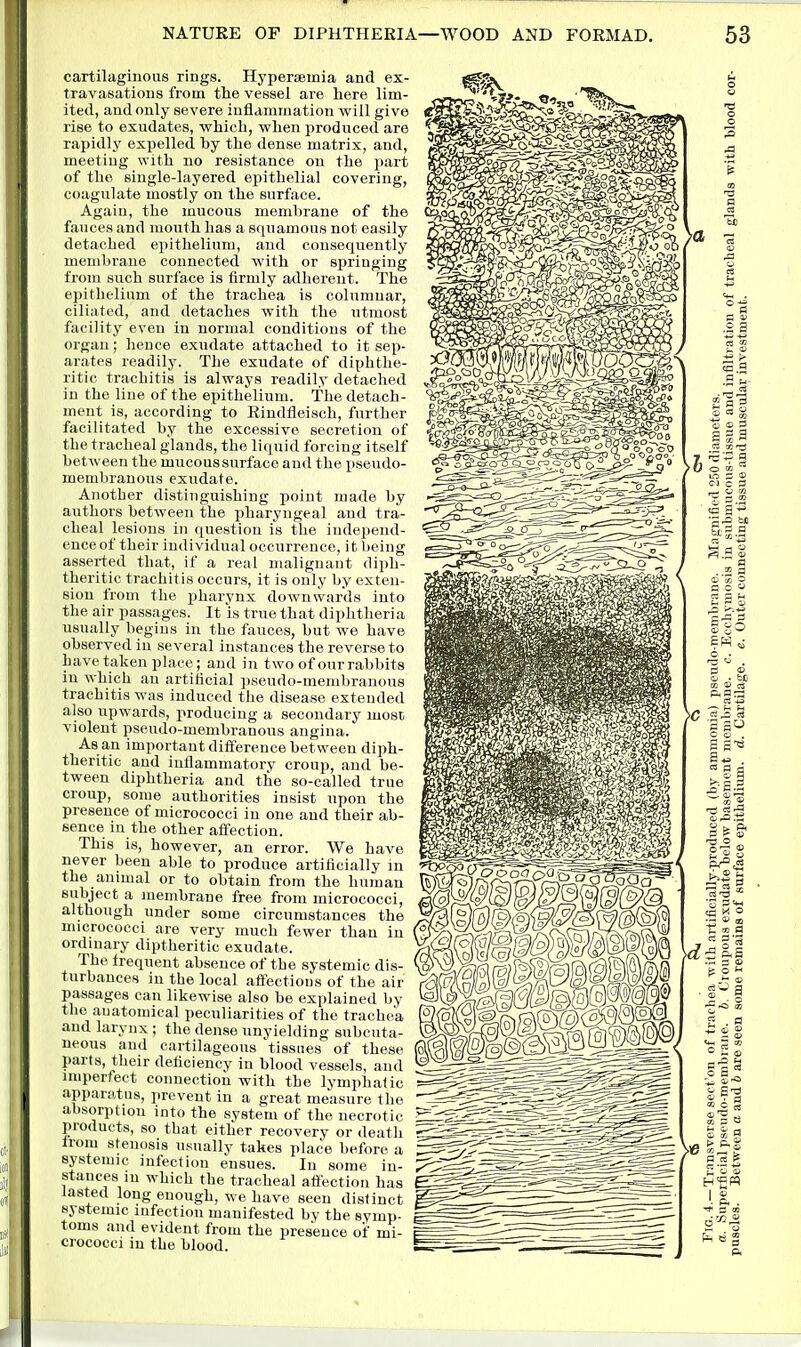 cartilaginous rings. HypersBmia and ex- travasations from the vessel are here lim- ited, and only severe inflammation will give rise to exudates, which, when produced are rapidly expelled by the dense matrix, and, meeting with no resistance on the part of the single-layered epithelial covering, coagulate mostly on the surface. Again, the mucous membrane of the .1 fauces and mouth has a squamous not easily detached epithelium, and consequently membrane connected with or springing from such surface is firmly adherent. The epithelium of the trachea is columnar, ciliated, and detaches with the utmost facility even in normal conditions of the organ; hence exudate attached to it sep- arates readily. The exudate of diphthe- ritic trachitis is always readily detached in the line of the epithelium. The detach- ment is, according to Rindfleisch, further facilitated by the excessive secretion of the tracheal glands, the liquid forcing itself between the mucous surface and the pseudo- membranous exudate. Another distinguishing point made by aiithors between the pharyngeal and tra- cheal lesions in question is the independ- ence of their individual occurrence, it being asserted that, if a real malignant diph- theritic trachitis occurs, it is only by exten- sion from the pharynx downwards into the air passages. It is true that diphtheria usually begins in the fauces, but we have observed in several instances the reverse to have taken place; and in two of our rabbits in which au artificial pseudo-membranous trachitis was induced the disease extended also upwards, producing a secondary most violent pseudo-membranous angina. As an important difference between diph- theritic and iuflammatorv croup, and be- I tween diphtheria and the so-called true croup, some authorities insist upon the presence of micrococci in one and their a,b- [ sence in the other affection, j This is, however, an error. We have never been able to produce artificially in the annual or to obtain from the human subject a membrane free from micrococci, \) although under some circumstances the * micrococci are very much fewer than in : ordinary diptheritic exudate. The trequent absence of the systemic dis- turbances in the local affections of the air passages can likewise also be explained by , the anatomical peculiarities of the trachea ! and larynx ; the dense unyielding subcuta- neous and cartilageous tissues of these parts, their deficiency in blood vessels, and imperfect connection with the lymphalic apparatus, ju-event in a great measure the I absorption into the system of the necrotic : products, so that either recovery or death from stenosis usually takes place before a systemic infection ensues. In some in- ^1,1 stances m which the tracheal affection has lasted long enough, we have seen distinct systemic infection manifested by the symp- toms and evident from the presence of mi- ll crococci in the blood.