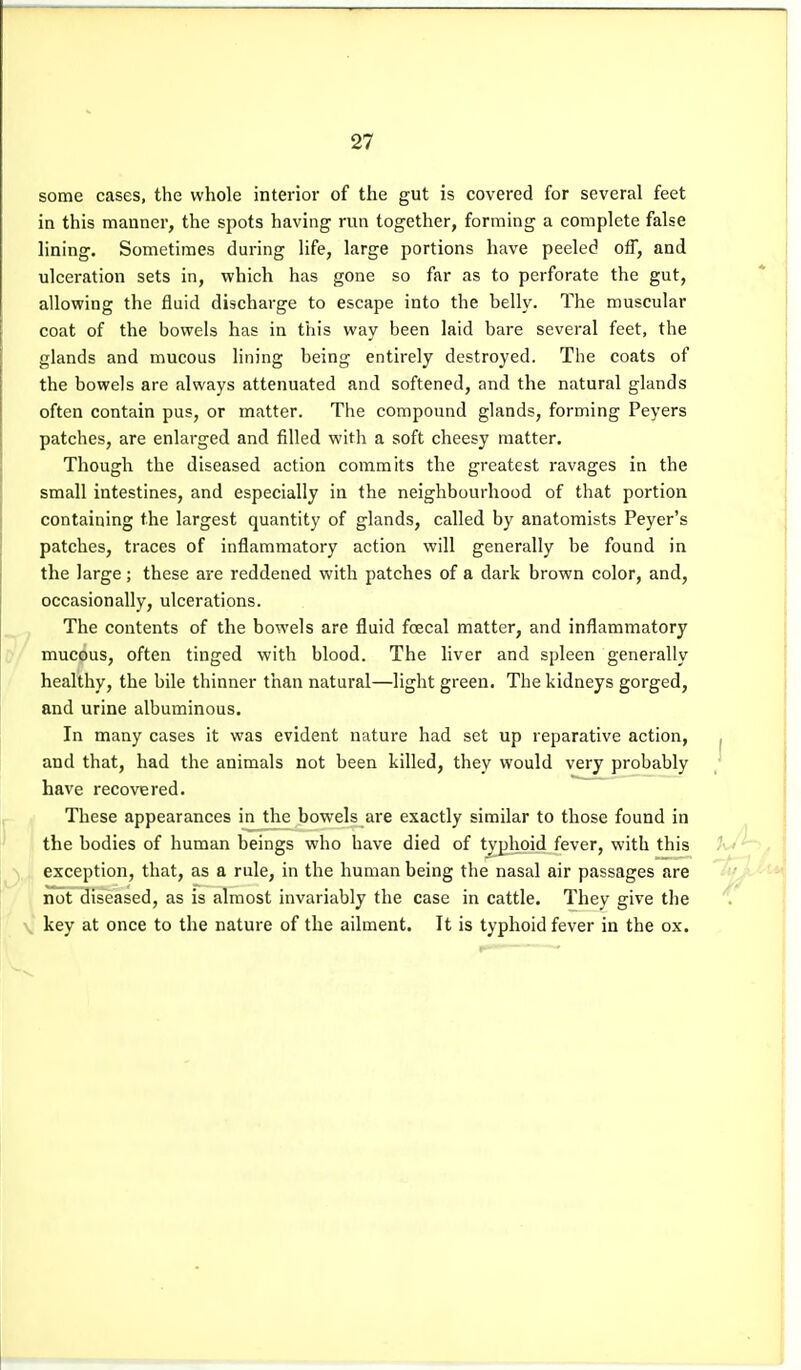 some cases, the whole interior of the gut is covered for several feet in this manner, the spots having run together, forming a complete false lining. Sometimes during life, large portions have peeled off, and ulceration sets in, which has gone so far as to perforate the gut, allowing the fluid discharge to escape into the belly. The muscular coat of the bowels has in this way been laid bare several feet, the glands and mucous lining being entirely destroyed. The coats of the bowels are always attenuated and softened, and the natural glands often contain pus, or matter. The compound glands, forming Peyers patches, are enlarged and filled with a soft cheesy matter. Though the diseased action commits the greatest ravages in the small intestines, and especially in the neighbourhood of that portion containing the largest quantity of glands, called by anatomists Peyer's patches, traces of inflammatory action will generally be found in the large; these are reddened with patches of a dark brown color, and, occasionally, ulcerations. The contents of the bowels are fluid foecal matter, and inflammatory muci^us, often tinged with blood. The liver and spleen generally healthy, the bile thinner than natural—light green. The kidneys gorged, and urine albuminous. In many cases it was evident nature had set up reparative action, and that, had the animals not been killed, they would very probably have recovered. These appearances in the bowels are exactly similar to those found in the bodies of human beings who have died of typhoid fever, with this exception, that, as a rule, in the human being the nasal air passages are not diseased, as is almost invariably the case in cattle. They give the key at once to the nature of the ailment. It is typhoid fever in the ox.