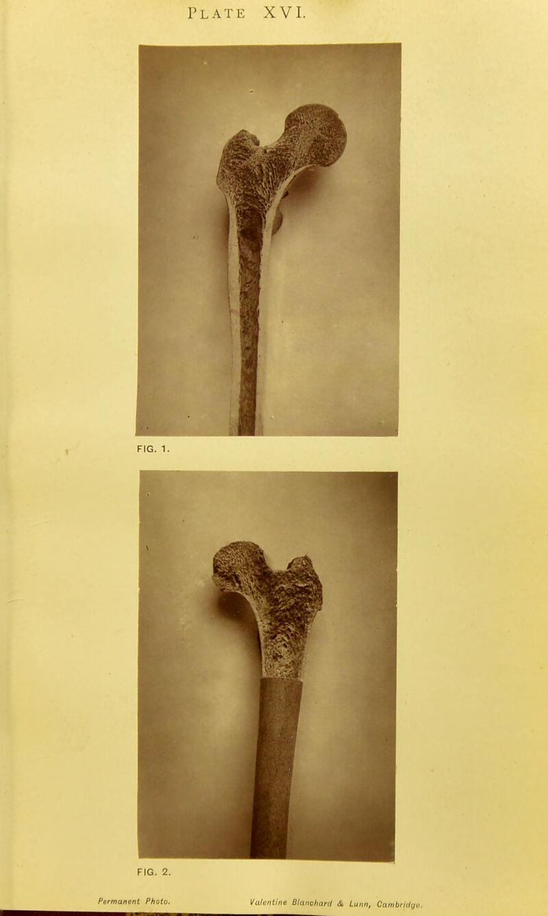 Plate XVI. FIG. 2. Permanent Photo. Vttli-ntine Blamhard & Lunn, Cambridija.