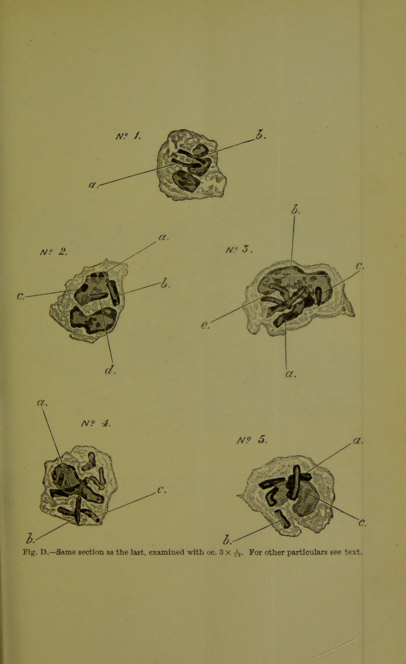Fig. D.—Same section as the last, examined with oc. 3 X For other particulars see text.