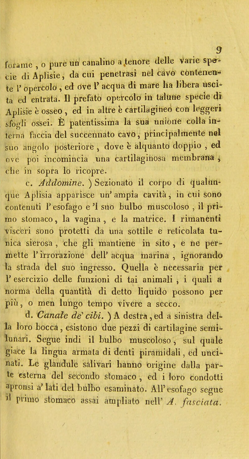 forame , o pure uh canalino a,tenore delle varie spe^- eie di Aplisie, da cui penetrasi nel cavo contenen- te 1' opercolo , ed ove V acqua di mare ha libera usci- ta ed entrata. Il prefato opercolo in taliine specie di Aplisie è osseo , ed in altre e carfilagiheò con It^ggeri sfogli ossei. È patentissima la sua unione colla in- teind faccia del succennato cavo, principalmente nel suo angolo posteriore , dove è alquanto doppio , ed ove poi incomincia una cartilaginosa membrana , che in sopra lo ricopre. c. Jddomine. ) Sezionato il coi-po di (jualim- que Aplisia apparisce un'ampia cavità, in cui sono contenuti l'esofago e '1 suo bulbo muscoloso , il pri- mo stomaco, la vagina , é la matrice. I rimanenti visceri sono protetti da una sottile e reticolata tu- iiicà sierosa , che gli mantiene in sito , e ne per- tìiette l'irrorazione dell' acqua marina , ignorando la strada del suo ingresso. Quella è necessaria per r esercizio delle funzioni di tai animali , i quali a norma della quantità di detto liquido possono per più, o men lungo tempo vivere a secco. d. Canale de' cibi. ) A destra, ed a sinistra del- la loro bocca, esistono due pezzi di cartilagine semi- lunari. Segue indi il bulbo muscoloso, sul quale giace la lingua armata di denti piramidali, ed unci- nati. Le glandule salivari hanno origine dalla par- te esterna del setondo stomaco , ed i loro condotti apronsi a'lati del bulbo esaminato. AU'esofa go segue il primo stomaco assai ampliato nell' A. fasciata.