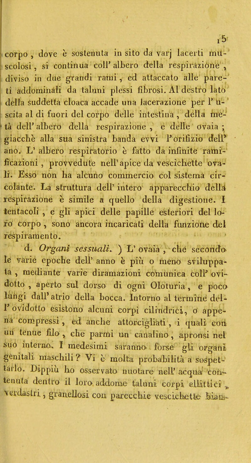 corpo, dove è sostenuta insito da varj lacerti mit-' scolosi, si continua coli'albero della respirazione , diviso in due grandi rahii, ed attaccato alle pare-j' ti addominali da taluni plessi fibrosi. Al destro latò'^ della suddetta cloaca accade una lacerazione per 1* ù- ' scita al di fuori del corpo delle intestina , della fne- tà dell' albero della respirazione , e delle ovaia ; giacche alla sua sinistra banda evvi l'orifizio dell' ano. L' albero respiratorio e fatto da infinite rami-' fi'caiioni , provvedute nell'apice da vescichette ova- li. Esso non ha alcuno commercio col sistema cir- colànte. Là struttura dell' intero apparecchio deWà respirazione è simile a quello della digestione. I tentacoli , e gli apici delle papille esteriori del lo- ro corpo , sono ancora incaricati della funzione del réspiraraento. d. Organi sessuali^ ) L' ovaia , • clié secondo le vàrié epoche dell' anno è più o liieno sviluppa- ta , mediante varie diramazioni cohiunica colP ovi- dotto , aperto sul dorso di ogni Oloturia, e poco lungi dall'atrio della bocca. Intorno al termine del- l'ovidotto esistono alcuni corpi ciliridrici, ó appè- nà com.pressi, èd anche attorcigliàti, i quali coti iiri tenue filo, che parmi un canalino, apronsi nel suo mlerno.. I medesimi saranno forse gli organi genitali maschili ? Vi è molta probabilità a sospet- tarlo. Dippiù ho osservato nuotare nell'acqua' con- tenuta dentro il loro addome taluni corpi eilit&ici ^ \ci:daslri, granellosi con parecchie vescichette- biao:.-