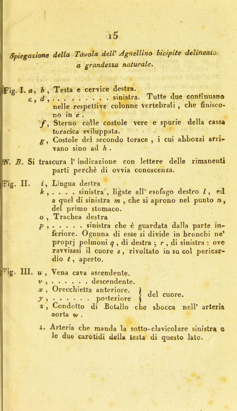 Spiegazione della Tavola dell' Agnellino bicipite delineato a grandezza naturale. Fig. I. a, b , Testa e cervice destra. c d y sinistra. Tutte due continuano nelle respetlive colonne vertebrali , che finisco- no in e . /, Sterno colle costole vere e spurie della cassa toracica sviluppata. g, Costole del secondo torace , i cui abbozzi arri- vano sino ad h . ¥V. B. Si trascura V indicazione con lettere delle rimanenti parti perchè di ovvia conoscenza. Fig. II. i, Lingua destra k , . . . . sinistra , li gate all' esofago destro l, ed a quel di sinistra m , che si aprono nel punto n, del primo stomaco, o , Trachea destra p , sinistra che è guardata dalla parte in- feriore. Ognuna di esse si divide in bronchi ne* proprj polmoni q , di destra ; r , di sinistra : ove ravvisasi il cuore s, rivoltato in su col pericar- dio /, aperto. ig. III. u , Vena cava ascendente. v , descendente. x, Orecchietta anteriore. ì , , . . S del cuore. y t posteriore ) % , Condotto di Botallo che sbocca nell' arteria aorta w . 1. Arteria che manda la sotto-clavicolare sinistra C le due carotidi della testa di questo lato.