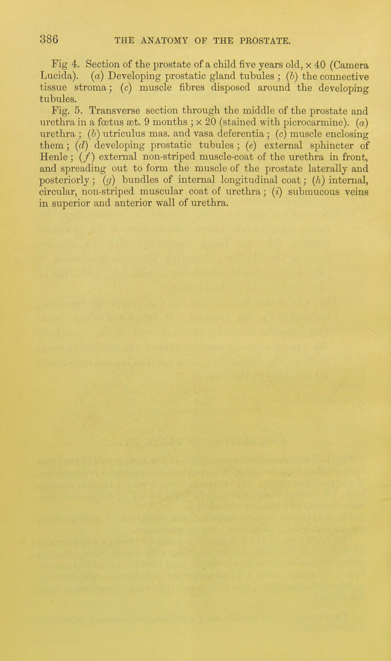Fig 4. Section of the prostate of a child five years old, x 40 (Camera Lucida). (a) Developing prostatic gland tubules ; (b) the connective tissue stroma; (c) muscle fibres disposed around the developing tubules. Fig. 5. Transverse section through the middle of the prostate and virethra in a foetus set. 9 months ; x 20 (stained with picrocarmine). (a) urethra ; (&) utriculus mas. and vasa deferentia ; (c) muscle enclosing them; (d) developing prostatic tubules; (e) external sphincter of Henle; (/) external non-striped muscle-coat of the urethra in front, and spreading out to form the muscle of the prostate laterally and posteriorly; (g) bundles of internal longitudinal coat; {h) internal, circular, non-striped muscular coat of urethra; (i) submucous veins in superior and anterior wall of urethra.