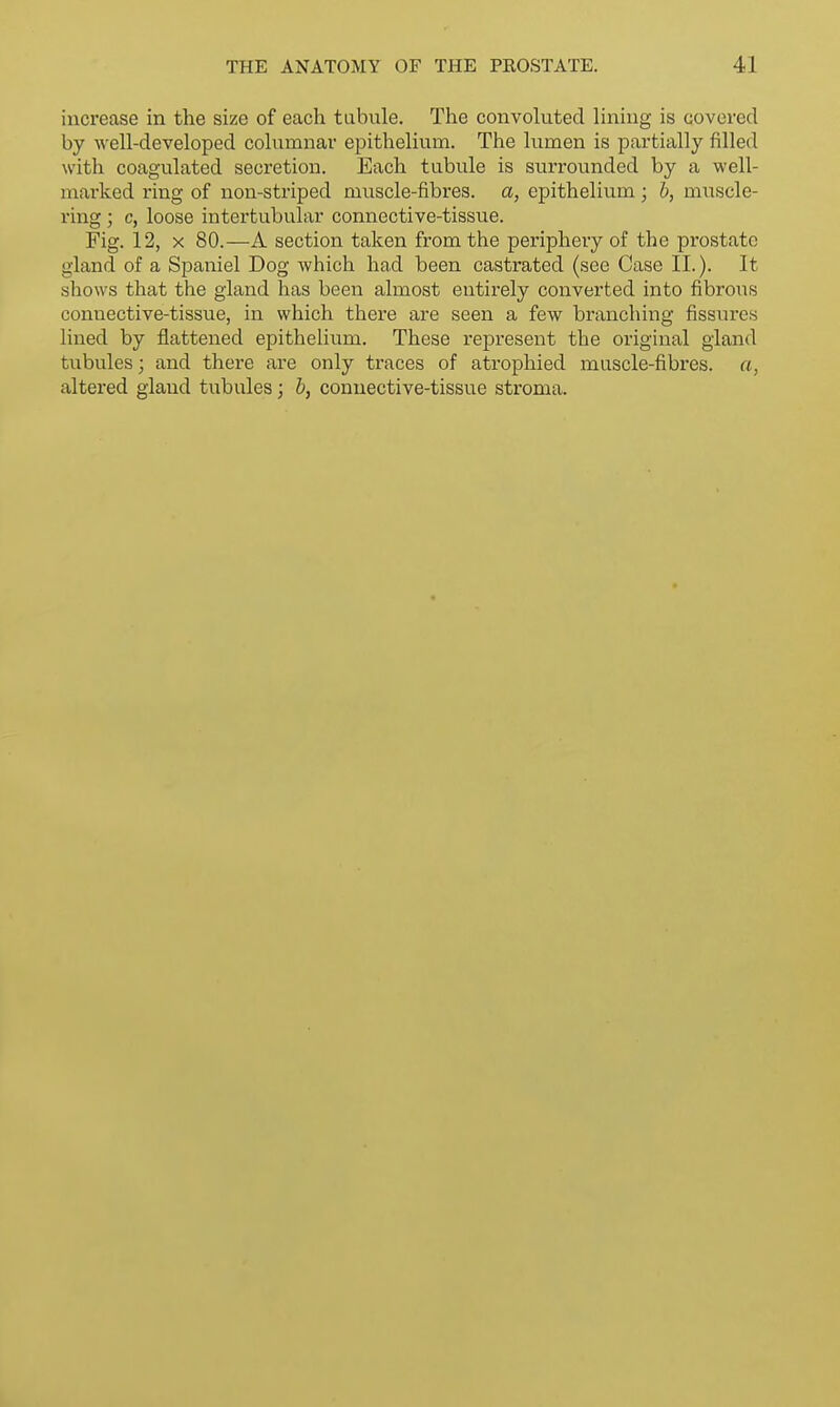 increase in the size of each tubule. The convoluted lining is covered by well-developed columnar epithelium. The lumen is partially filled with coagulated secretion. Each tubule is surrounded by a well- marked ring of non-striped muscle-fibres, a, epithelium; b, muscle- ring ; c, loose intertubular connective-tissue. Fig. 12, x 80.—A section taken from the periphery of the prostate gland of a Spaniel Dog which had been castrated (see Case II.). It shows that the gland has been almost entirely converted into fibrous connective-tissue, in which there are seen a few branching fissures lined by flattened epithelium. These represent the original gland tubules; and there are only traces of atrophied muscle-fibres, a, altered gland tubules; b, connective-tissue stroma.