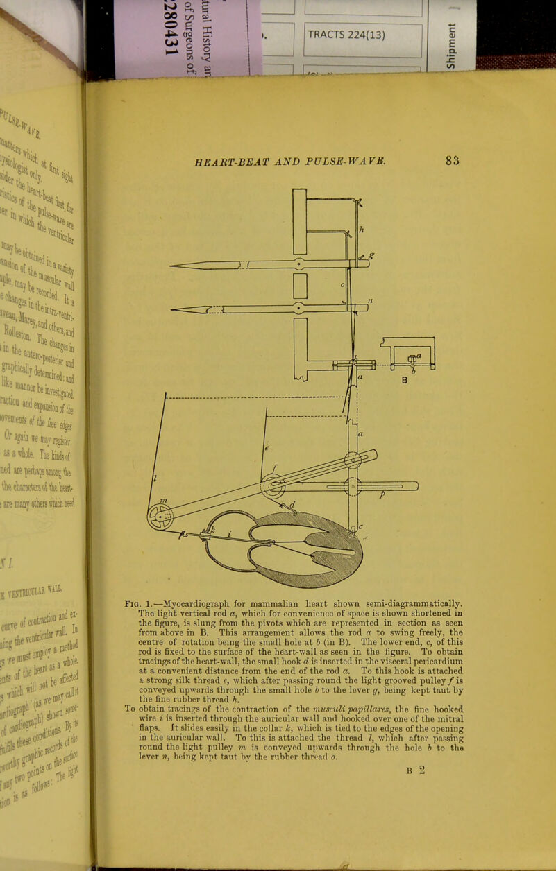 3 O o 3 (U E Q. IE 00 J3if JRT-BEA T AND PULSE- WA VB. 83 Fio. 1.—Myocardiograph for mammalian heart shown semi-diagrammatically. The light vertical rod a, which for convenience of space is shown shortened in the figure, is slung from the pivots which are represented in section as seen from above in B. This arrangement allows the rod a to swing freely, the centre of rotation being the small hole at b (in B). The lower end, c, of this rod is fixed to the surface of the heart-wall as seen in the figure. To obtain tracings of the heart-wall, the small hook d is inserted in the visceral pericardium at a convenient distance from the end of the rod a. To this hook is attached a strong silk thread e, which after passing round the light grooved pulley/ is conveyed upwards through the small hole b to the lover g, being kept taut by the fine rubber thread h. To obtain tracings of the contraction of the musculi papillares, the fine hooked wire i is inserted through the auricular wall and hooked over one of the mitral flaps. It slides easily in the collar k, which is tied to the edges of the opening in the auricular wall. To this is attached the thread Z, which after passing round the light pulley m is conveyed ui)wards through the hole b to the lever n, being kept taut by the rubber thread o.
