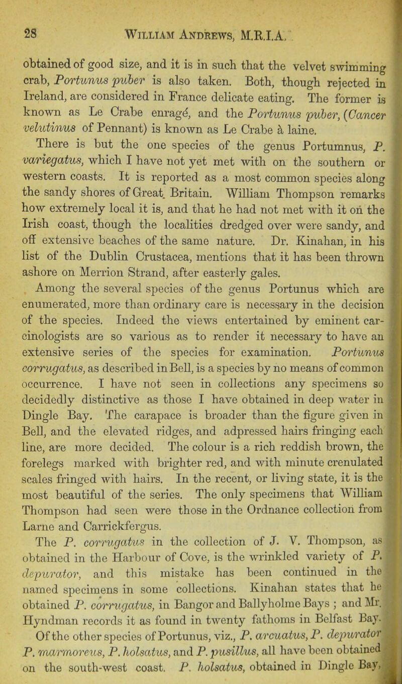 obtained of good size, and it is in such that the velvet swimming crab, Portunus puher is also taken. Both, though rejected in Ireland, are considered in France delicate eating. The former is known as Le Crabe enrag4 and the PoHiinus puher, (Cancer velutinus of Pennant) is known as Le Crabe ^ laine. There is but the one species of the genus Portumnus, P. variegatus, which I have not yet met with on the southern or western coasts. It is reported as a most common species along the sandy shores of Great Britain. William Thompson remarks how extremely local it is, and that he had not met with it on the Irish coast, though the localities dredged over were sandy, and off extensive beaches of the same nature. Dr. Kinahan, in his list of the Dublin Crustacea, mentions that it has been thrown ashore on Merrion Strand, after easterly gales. Among the several species of the genus Portunus which are enumerated, more than ordinary care is necessary in the decision of the species. Indeed the views entertained by eminent car- cinologists are so various as to render it necessary to have au extensive series of the species for examination, Portunus corrugatus, as described in Bell, is a species by no means of common occurrence. I have not seen in collections any specimens so decidedly distinctive as those I have obtained in deep water in Dingle Bay. The carapace is broader than the figure given in Bell, and the elevated ridges, and adpressed hairs fringing each line, are more decided. The colour is a rich reddish brown, the forelegs marked with brighter red, and with minute crenulated scales fringed with hairs. In the recent, or living state, it is the most beautiful of the series. The only specimens that William Thompson had seen were those in the Ordnance collection from Larne and Carrickfergus. The P. corrugatus; in the collection of J. V. Thompson, as obtained in the Harbour of Cove, is the wrinkled variety of P. depurator, and this mistake has been continued in the named specimens in some collections. Kinahan states that he obtained P. corrugatus, in Bangor and Ballyholme Bays ; and Mr. Hyndman records it as found in twenty fathoms in Belfast Bay. Of the other species of Portunus, viz., P. arcuativs,P. dejmrator P. marmoreus, P. holsatus, and P. pusillus, all have been obtained on the south-west coast. P. holsatus, obtained in Dingle Bay,