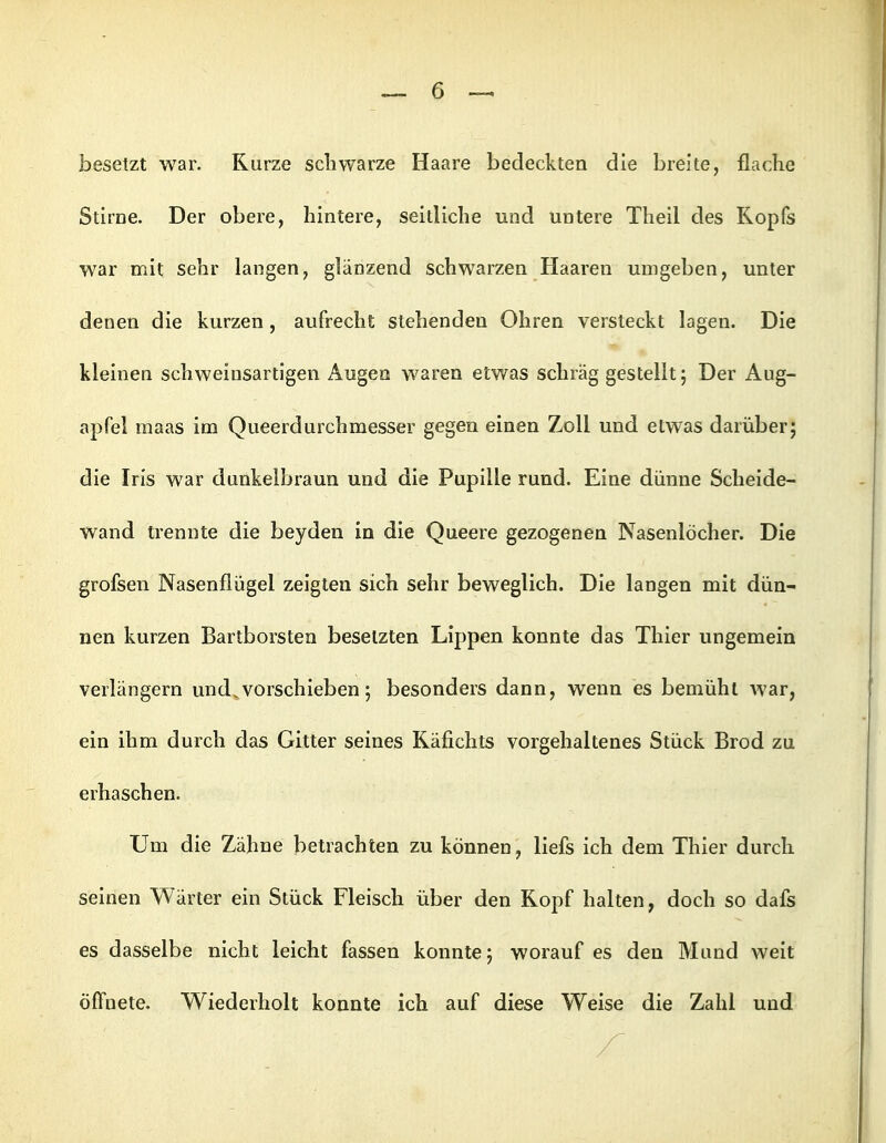 besetzt war. Kurze schwarze Haare bedeckten die breite, flache Stirne. Der obere, hintere, seitliche und untere Theil des Kopfs war mit sehr langen, glänzend schwarzen Haaren umgeben, unter denen die kurzen, aufrecht stehenden Ohren versteckt lagen. Die kleinen schweinsartigen Augen waren etwas schräg gestellt; Der Aug- apfel raaas im Queerdurchmesser gegen einen Zoll und etwas darüber; die Iris war dunkelbraun und die Pupille rund. Eine dünne Scheide- wand trennte die beyden in die Queere gezogenen Nasenlöcher. Die grofsen Nasenflügel zeigten sich sehr beweglich. Die langen mit dün- nen kurzen Bartborsten besetzten Lippen konnte das Thier ungemein verlängern und^vorschieben; besonders dann, wenn es bemüht war, ein ihm durch das Gitter seines Käfichts vorgehaltenes Stück Brod zu erhaschen. Um die Zähne betrachten zu können, liefs ich dem Thier durch seinen Wärter ein Stück Fleisch über den Kopf halten, doch so dafs es dasselbe nicht leicht fassen konnte j worauf es den Mund weit öffnete. Wiederholt konnte ich auf diese Weise die Zahl und