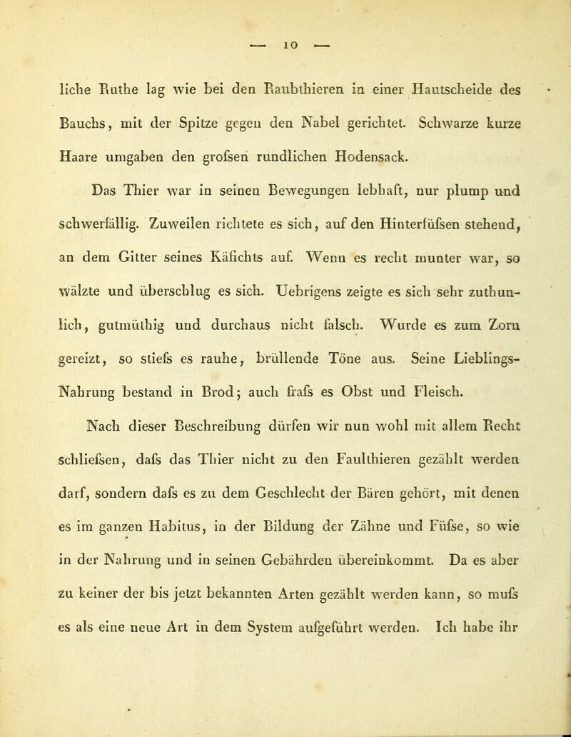 liehe Ruthe lag wie bei den Raubthieren in einer Hautscheide des Bauchs, mit der Spitze gegen den Nabel gerichtet. Schwarze kurze Haare umgaben den grofsen rundlichen Hodensack. Das Thier war in seinen Bewegungen lebhaft, nur plump und schwerfällig. Zuweilen richtete es sich, auf den Hinterfülsen stehend, an dem Gitter seines Räfichts auf. Wenn es recht munter war, so wälzte und überschlug es sich. Uebrigens zeigte es sich sehr zuthun- lieb, gutmülhig und durchaus nicht falsch. Wurde es zum Zorn gereiztj so sliefs es rauhe, brüllende Töne aus. Seine Lieblings- Nahrung bestand in Brod; auch fiafs es Obst und Fleisch. Nach dieser Besehreibung dürfen wir nun wohl mit allem Recht schliefsen, dafs das Thier nicht zu den Faulthieren gezählt werden darf, sondern dafs es zu dem Geschlecht der Baren gehört, mit denen es im ganzen Habitus, in der Bildung der Zähne und Füfse, so wie in der Nahrung und in seinen Gebährden übereinkommt. Da es aber zu keiner der bis jetzt bekannten Arten gezählt w^erden kann, so mufs es als eine neue Art in dem System aufgeführt werden. Ich habe ihr