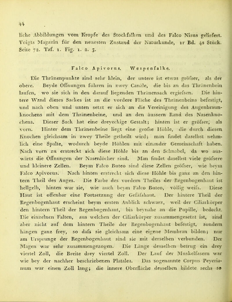 liehe Abbildimgen vom Kröpfe des Stocl-ifallien und des Falco Nlsiis geliefert. Voigts Magazin für den neuesten Zustand der Naturkunde, ir Bd. 4s Stück. Seite 72. Taf. 1. Fig. 1. a. 3. Falco Aplvorus. Wespenfalke. Die Thränenpunkte sind sehr klein, der untere ist etwas gröfsei, als der obere. Beyde Öffnungen führen in zwey Canäle, die bis an das Thriinenbein laufen, wo sie sich in den darauf liegenden Thrihicnsack ergiefsen. Die hin- tere Wand dieses Sackes ist an die vordere Fläche des Thränenbeins befestigt, und nach oben und unten setzt er sich an die Vereinigung des Augenbraun- knochens mit dem Thränenbeine, und an den äussern Rand des Nasenkno- chens. Dieser Sack hat eine dreyeckige Gestalt; hinten ist er gröfscr,' als vom. Hinter dem Thränenbeine liegt eine groCse Höhle, die durch diesen Knochen gleichsam in zwey Theile gelheilt wirdj man findet daselbst nehm- llcli eine Spalte, wodurch beyde Höhlen mit einander Gemeinschaft haben. Nach vorn zu erstreckt sich diese Höhle bis an den Schnabel, da wo aus- wärts die Öffnungen der Nasenlöcher sind. Man ßndet daselbst viele gröfscre und kleinere Zellen. Beym Falco Buteo sind diese Zellen gröfser, wie beym Falco Apivorus. Nach hinten erstreckt sich diese Höhle bis ganz an den hin- tern Theil des Auges. Die Farbe des vorderii Theiles der Fiegenbogenhaut ist hellgelb, hinten war sie, wie auch beym Falco Buteo, völlig weils. Diese Haut ist offenbar eine Fortsetzung der Gefäfsliaut. Der hintere Theil der Fiegenbogenhaut erscheint beym ersten Anblick schwarz, weil der Ciharliörper den hintern Theil der Regenbogenhaut, bis bcvnahe an die Pupille, bedeckt. Die einzelnen Falten, aus welchen der Ciliarkörper zusammengesetzt ist, sind aber nicht auf dem hintern Theile der Regenbogenhaut befestigt, sondern hängen ganz frey, so dafs sie gleichsam eine eigene Membran bilden; nur am Ursprünge der Regenbogenhaut sind sie mit derselben verbunden. Der Mageii war sehr zusammengezogen. Die Länge desselben betrug ein drey viertel Zoll, die Breite drey viertel Zoll. Der Lauf der IVIuskelfasern war -wie bey der nachher beschriebenen Platalea. Das sogenannte Corpus Peyeria- niun war einen Zoll lang} die innere Oberfläche desselben bildete sechs so