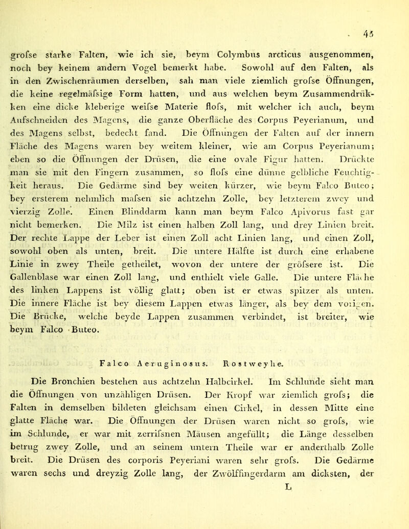 grofse starl^e Falten, wie ich sie, beym Colymbus arcticus ausgenommen, noch bey keinem andern Vogel bemerkt habe. Sowohl auf den Falten, als in den Zwischenräumen derselben, sah man viele ziemlich grofse Öffnungen, die keine regelmafsige Form hatten, und aus welclien beym Zusammendrük- ken eine dicke kleberige weifse Materie flofs, mit welcher ich auch, beym Aufschneiden des Magens, die ganze Oberfläche des Corpus Peyerianum, und des Magens selbst, bedeckt fand. Die Öffnungen der Falten auf der innern Fläche des Magens waren bey weitem kleiner, wie am Corpus Peyerianum; eben so die Öffnun^ren der Drüsen, die eine ovale Fiirur hatten. Drückte man sie mit den Finoern zusammen, so flofs eine dünne o;cli)liche Feuchtig- keit heraus. Die Gedärme sind bey weiten kürzer, wie beym Falco Buteo; bey ersterem nehmlich mafsen sie achtzehn Zolle, bey letzterem zwcy und vierzig Zolle. Einen Blinddarm kann man beym Falco Apivorus fast gar nicht bemerken. Die Milz ist einen halben Zoll lang, und drey Linien breit. Der rechte Lappe der Leber ist einen Zoll acht Linien lang, und einen Zoll, sowohl oben als unten, breit. Die untere Hälfte ist durch eine erhabene Linie in zwey Theile getheilet, wovon der imtere der gröfsere ist. Die Gallenblase war einen Zoll lang, und enthielt viele Galle. Die untere Fläche des linken Lappens ist völlig glatt; oben ist er etwas spitzer als unten. Die innere Fläche ist bey diesem Lappen etwas länger, als bey dem voiij^en. Die Brücke, welche beyde Lappen zusammeai verbindet, ist breiter, wie beym Falco Buteo. Falco Aeruginosus. Rostweyhe. Die Bronchien bestehen aus achtzehn Halbcirkel. Im Schlünde sieht man die Öffnungen von unzähligen Drüsen. Der Kropf war ziemlich grofs; die Falten in demselben bildeten gleichsam einen Cirkel, in dessen Mitte eine glatte Fläche war. Die Öffnungen der Drüsen waren nicht so grofs, wie im Schlünde, er war mit zerrifsnen INIäusen angefüllt; die Länge desselben betrug zwey Zolle, und an seinem untern Theile war er andertiialb Zolle breit. Die Drüsen des corporis Peyeriani waren sehr grofs. Die Gedärme waren seclis und dreyzig Zolle lang, der Zwöifhngerdarm am dicksten, der L