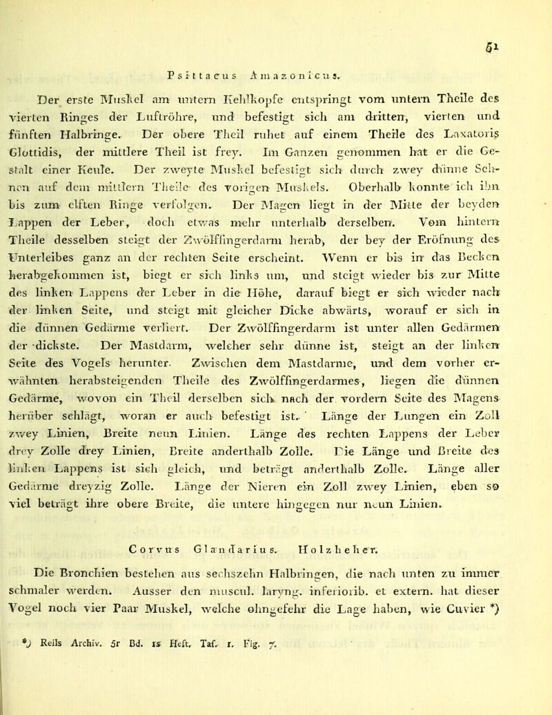 1^ P s i t t a c u s A 111 a z 0 n i c ii s. Der erste Musltel am Tiiitcm Kehlliopfe entspringt vom imtern Theile des vierten Ringes der Luftröhre, imd befestigt sich am dritten, vierten und fünften Halbringe. Der obere Theil ruhet auf einem Therle des LnxaLoris Glotlidis, der mittlere Theil ist frey. Im Ga?izen genommen hat er die Ge- stalt einer p[euTe. Der zweyte Musltel befestigt sich din'ch zwey dünne Seh- nen auf dem milLlern Theilc des vori^^en Musl.els. Oberlialb honnte ich ihn bis zum- elften Rinoe vert'ül2;en. Der Marren liejrt in der Mitte der bevden Lappen der Leber^ doch etwas mehr unterhalb derselben. Vom hintern Theile desselben steigt der 2!\v'ülfßngerdarm herab, der bey der Eröfmmg des Unterleibes ganz an der rechten Seite erscheint. Wenn er bis in das Beeiden herabgehommen ist, biegt er sich linhvS um, und steigt wieder bis zur Mitte des linl^en Lappens der Leber in die Höhe, darauf biegt er sich wieder nach der linl^en Seite, und steigt mit gleicher Dicke abv/ärts, worauf er sich in die dünnen Gedärme verliert. Der Zwölfiino-erdarm ist unter allen Gedärmen der • dickste. Der Mastdarm, welcher sehr dünne ist, steigt; an der linLen Seite des Vogels herunter. Zwischen dem Mastdärme, und dem vorher er- wähnten herabsteicendcn Tlieile des Z^völffinaerdarmes, lieg-en die dünnen Gedärme, wovon ein Theil derselben sicK nach der vordem Seite des Magens herüber schlägt, woran er auch befestigt ist.. ' Länge der Lungen ein Zoll zv/ey Linien, Breite neun Linien. Länge des rechten Lappens der Leber drcy Zolle dVey Linien, Breite anderthalb Zolle. Tie Länge und Breite des iiiiken Lappens ist sich gleich, tmd betriigt anderthalb Zolle. Länge aller Gediirme dreyzig Zolle. Länge der Nieren ein Zoll zwey Linien, eben so viel beträgt ihre obere Breite, die untere hingegen nur neun Linien. Corvus Glandarius. Ilolzheher. Die Bronchien bestehen aus sechszehn Halbringen, die nach unten zti immer schmaler werden^ Ausser den nuiscul. laryng. inferioiib. et extern, hat dieser Vogel noch vier Paar Muskel, welche ohngefehr die Lage haben, wie Cuvier *} *J Reils Archiv. 5r Bd. is Heft. Taf. r. Fig. f.