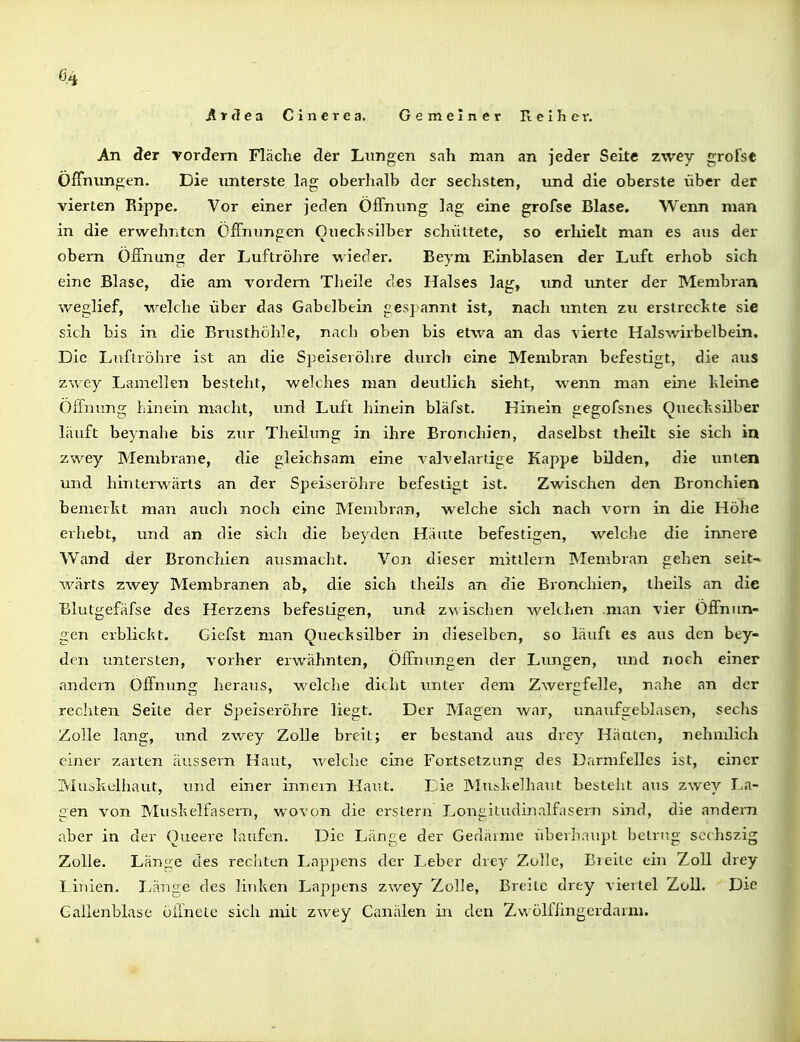 Aräea Cinerea. Gemeiner Reiher. An der vordem Fläche der Lungen sah man an jeder Seite zwey grofse Öffnungen. Die unterste lag oberhalb der sechsten, und die oberste über der vierten Rippe. Vor einer jeden Öffnung lag eine grofse Blase. Wenn man in die erwehnten Öffnungen Oueclfsilber schüttete, so erhielt man es aus der obern Öffnung der Luftröhre wieder. Beym Einblasen der Luft erhob sich eine Blase, die am vordem Theile des Halses lag, und unter der Membraa weglief, welche über das Gabelbein gespannt ist, nach unten zu erstrechte sie sich bis in die Brusthöhle, nach oben bis etwa an das vierte Halswirbelbein. Die Luftröhre ist an die Speiseröhre durch eine Membran befestigt, die aus zwey Lamellen besteht, welches man deutlich sieht, wenn man eine Ideine Öffnimg hinein macht, und Luft hinein bläfst. Hinein gegofsnes Queehsüber läuft beynahe bis zur Theilxmg in ihre Bronchien, daselbst theilt sie sich in zwey Membrane, die gleichsam eine A-alvelartige Kappe bilden, die unten und hinterwärts an der Speiseröhre befestigt ist. Zwischen den Bronchien bemerkt man auch noch eine Membran, welche sich nach vorn in die Höhe erhebt, und an die sich die beyden Häute befestigen, welche die innere Wand der Bronchien ausmacht. Von dieser mittlem Membran gehen seit-» wärts zwey Membranen ab, die sich theils an die Bronchien, theils an die Blutgefäfse des Herzens befestigen, und z\\ischen welchen .man vier Öffnun- gen erblicht. Giefst man Quechsilber in dieselben, so läuft es aus den bey- den untersten, vorher erwähnten, Öffnungen der Lungen, und noch einer andern Öffnung heraus, welche dicht unter dem Zwemfelle, nahe an der rechten Seite der Speiseröhre liegt. Der Magen war, unaufgeblasen, sechs Zolle lang, imd zwey Zolle breit; er bestand aus drey Häuten, nehmlich einer zarten äussern Haut, Avelclie eine Fortsetzung des Darmfelles ist, einer Muahelhaut, und einer innern Haut. Die Mu&helhaut besteht aus zwey La- sen von Mushelfasern, wovon die erstem Lonüitudinalfasern sind, die andern aber in der Oueere laufen. Die Länge der Gedärme überhaupt betmg scchszig Zolle. Länge des rechten Lappens der Leber drey Zolle, Breite ein Zoll drey Linien. Länge des linken Lappens zwey Zolle, Breite drey vieilel Zoll. Die Gallenblase öiinete sich mit zwey Canälen in den Z>a ölfiingerdarm.