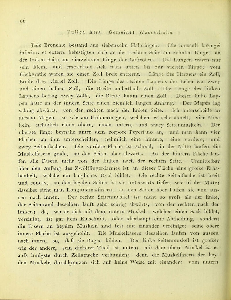 Fulica Atva. Gemeines Wasserhuhn. Jede Broncliie bestrmd aus siebcnzclm Ha]bringen. Die nniscitli lanngei inferior, et extern, befesligten sich an der recliten Seite am /.elmlen Ringe, an der linlien Seite am vierzehnten Hinge der Liiftröiire. Lic Lungen waren nur behr klein, und erstrecltten sich nach unten bis zur vierten Kippe; \om Rüchgratlic waren sie einen Zoll breit entfernt. Länge des Herzen? cm ZoJl, Breite drey viertel Zoll. Die Liinge des rechten I^appeiiS der J eher war zwey xmd einen halben Zoll, die Breite anderthalb Zoll. Die Länge des liulicn Lappens betrug zwey Zolle, die Breite kaum einen Zoll. Dieser linlic Lap- pen hatte an der innern Seite einen ziendich langen Anhan.!i. Der Magen lag schräg abwärts, von der rechten nach der linken Seite. Ich unterscheide an diesem Magen, so wie am Hühnermagen, welchem er sehr älinelt, vier Ivlus- keln, nehmlich einen obern, einen untern, und zwey SLitcnmuskcln. Der obei'Ste fängt be}Taahe unter dem corpore Peyeriano an, und man kann vier Flächen an ihm unterscheiden, nelimlich eine hintere, eine vordere, und zwey Seitenflächen. Die vordere Fläche ist schmal, in der Mitte laufen die Muskelfasern grade, an den Seiten aber abwärts. An der hintern Fläche lau- fen alle Fasern mehr von der linken nach der rechten Stile. UjnnitLcIbar liber den Anfang des Zwölffingerdarmes ist an dieser Fläclic eine grofse Erha- benheit, welche em längliches Oval bildet. Die rechte Seitenfläche ist breit xmd concav, an den beyclen Seiten ist sie unterwärts tiefer, wie in der Mitte; daselbst sieht man Longitudinalfasern, an dim Seiten aber laufen sie von aus- sen nach innen. Der rechte Seitenniuskel ist nicht so grofs als der linke, der Seitenrand desselben läuft sehr schräg abNväats, von der rechten nach der linken; da, wo er sich mit dem untern jMuskel, welcher einen Sack bildet, vereinigt, ist gar kein Einschnitt, oder überhaupt eine Abtheüung, sondern die Fasern an beyden Muskeln sind fest mit einander vereinigt; seine obere innere Fläche ist ausirehöhlt. Die Muskelfasern desselben laufen von aussen nach innen, so, dafs sie Bogen bilden. Der linke Seitenmuskel ist gröfser wie der andere, sein dickerer Theil ist unten; mit dem obern Muskel ist er aufs inni<Tste durch Zelliiewebe verbunden; denn die INIuskclfasern der bey- den Muskeln durchkx'euzen sich atif keine Weise mit einander ; \ om untern