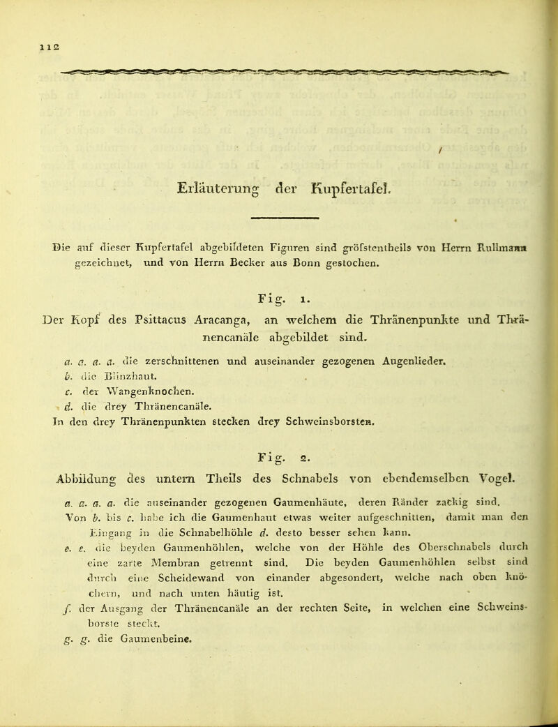 Erläuterung der Kupfer tafel. Die auf dieser Kiipfertafel a'bgeblldeten FigTiren sind gröfstentheils von Herrn RuUmaira gezeichnet, und von Herrn Becker aus Bonn gestochen. Fig. 1. Der Kopi* des Psittacus Aracanga, an welchem die Thränenpunitte und Thiä- nencanale abgebildet sind. a. a. ci. it. die zerschnittenen und auseinander gezogenen Augenlieder. b. die Büiizhaut. c. der Wangenknochen. d. die drey Thränencanäle. In den drey Thränenpunkten stecken drey Schweinsborste». Fig. 2. Abbildung des untern Thells des Schnabels von ebendemselben Vogel. ei. a. es. a- die auseinander gezogenen Gaumenh'aute, deren Ränder zaCkig sind. Von b. bis c. luibe ich die Gaumenhaut etwas weiter aufgeschnitten, damit man den Eingang in die Schnabelhöhle d. desto besser sehen iann. e. e. die beyden Gaumenhöhlen, welche von der Höhle des Oberschnabels dnicli eine zarte Membran getrennt sind. Die beyden GaunienhöJdcn selbst sind durch eine Scheidewand von einander abgesondert, welche nach oben knö- chevii, und nach unten häutig ist. /. der Ausgang der Thränencanäle an der rechten Seite, in welchen eine Schweins- borste steckt. g. g. die Gaumenbeine.