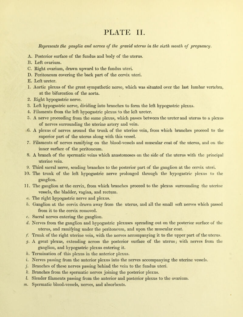 Represents the ganglia and nerves of the gravid uterus in the sixth month of pregnancy. A. Posterior surface of the fundus and body of the uterus. B. Left ovarium. C. Bight ovarium, drawn upward to the fundus uteri. D. Peritoneum covering the back part of the cervix uteri. E. Left ureter. 1. Aortic plexus of the great sympathetic nerve, which was situated over the last lumbar vertebra, at the bifurcation of the aorta. 2. Bight hypogastric nerve. 3. Left hypogastric nerve, dividing into branches to form the left hypogastric plexus. 4. Filaments from the left hypogastric plexus to the left ureter. 5. A nerve proceeding from the same plexus, which passes between the ureter and uterus to a plexus of nerves surrounding the uterine artery and vein. 6. A plexus of nerves around the trunk of the uterine vein, from which branches proceed to the superior part of the uterus along with this vessel. 7. Filaments of nerves ramifying on the blood-vessels and muscular coat of the uterus, and on the inner surface of the peritoneum. 8. A branch of the spermatic veins which anastomoses on the side of the uterus with the principal uterine vein. 9. Third sacral nerve, sending branches to the posterior part of the ganglion at the cervix uteri. 10. The trunk of the left hypogastric nerve prolonged through the hypogastric plexus to the ganglion. 11. The ganglion at the cervix, from which branches proceed to the plexus surrounding the uterine vessels, the bladder, vagina, and rectum. a. The right hypogastric nerve and plexus. h. Ganglion at the cervix drawn away from the uterus, and all the small soft nerves which passed from it to the cervix removed. c. Sacral nerves entering the ganglion. d. Nerves from the ganglion and hypogastric plexuses spreading out on the posterior surface of the uterus, and ramifying under the peritoneum, and upon the muscular coat. f. Trunk of the right uterine vein, with the nerves accompanying it to the upper part of the uterus. g. A great plexus, extending across the posterior surface of the uterus; with nerves from the ganglion, and hypogastric plexus entering it. h. Termination of this plexus in the anterior plexus. i. Nerves passing from the anterior plexus into the nerves accompanying the uterine vessels. j. Branches of these nerves passing behind the vein to the fundus uteri. k. Branches from the spermatic nerves joining the posterior plexus. l. Slender filaments passing from the anterior and posterior plexus to the ovarium.