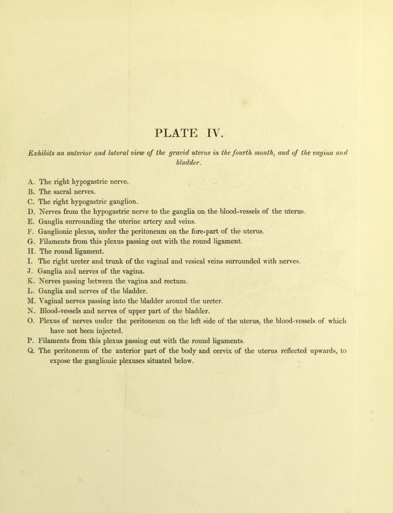 Exhibits an anterior ind lateral view of the gravid uterus in the fourth month, and of the vagina and bladder. A. The right hypogastric nerve. B. The sacral nerves. C. The right hypogastric ganglion. D. Nen^es from the hypogastric nerve to the ganglia on the blood-vessels of the uterus. E. Ganglia surrounding the uterine artery and veins. F. Ganglionic plexus, under the peritoneum on the fore-part of the uterus. G. Filaments from this plexus passing out with the round ligament. H. The round ligament. I. The right ureter and trunk of the vaginal and vesical veins surrounded with nerves. •T. Ganglia and nerves of the vagina. K. Nerves passing between the vagina and rectum. L. Ganglia and nerves of the bladder. M. Vaginal nerves passing into the bladder around the ureter. N. Blood-vessels and nerves of upper part of the bladder. O. Plexus of nerves under the peritoneum on the left side of the uterus, the blood-vessels of which have not been injected. P. Filaments from this plexus passing out with the round ligaments. Q. The peritoneum of the anterior part of the body and cervix of the uterus reflected upwards, to expose the ganglionic plexuses situated below.