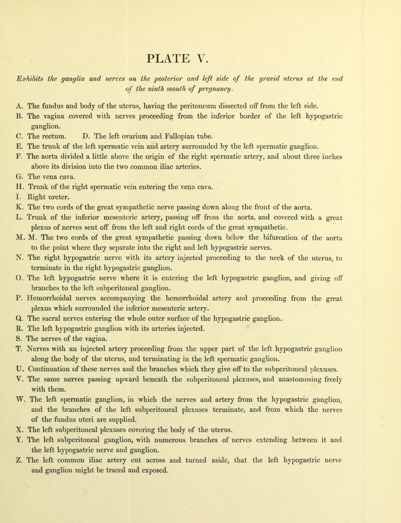 Exhibits the ganglia and nerves on the posterior and left side of the gravid uterus at the end of the ninth month of pregnancy. A. The fandus and body of the uterus, having the peritoneum dissected off from the left side. B. The vagina covered with nerves proceeding from the inferior border of the left hypogastric ganglion. C. The rectum. D. The left ovarium and Fallopian tube. E. The trunk of the left spermatic vein and artery surrounded by the left spermatic ganglion. F. The aorta divided a little above the origin of the right spermatic artery, and about three inches above its division into the two common iliac arteries. G. The vena cava. H. Trunk of the right spermatic vein entering the vena cava. I. Bight ureter. K. The two cords of the great sympathetic nerve passing down along the front of the aorta. L. Trunk of the inferior mesenteric artery, passing off from the aorta, and covered with a great plexus of nerves sent off from the left and right cords of the great sympathetic. M. M. The two cords of the great sympathetic passing down below the bifurcation of the aorta to the point where they separate into the right and left hypogastric nerves. N. The right hypogastric nerve with its artery injected proceeding to the neck of the uterus, to terminate in the right hypogastric ganglion. O. The left hypogastric nerve where it is entering the left hypogastric ganglion, and giving off branches to the left subperitoneal ganglion. P. Hemorrhoidal nerves accompanying the hemorrhoidal artery and proceeding from the great plexus which surrounded the inferior mesenteric artery. Q. The sacral nerves entering the whole outer surface of the hypogastric ganglion. B. The left hypogastric ganglion with its arteries injected. S. The nerves of the vagina. T. Nerves with an injected artery proceeding from the upper part of the left hypogastric ganglion along the body of the uterus, and terminating in the left spermatic ganglion. U. Continuation of these nerves and the branches which they give off to the subperitoneal plexuses. V. The same nerves passing upward beneath the subperitoneal plexuses, and anastomosing freely with them. W. The left spermatic ganglion, in which the nerves and artery from the hypogastric ganglion, and the branches of the left subperitoneal plexuses terminate, and from which the nerves of the fundus uteri are supplied. X. The left subperitoneal plexuses covering the body of the uterus. Y. The left subperitoneal ganglion, with numerous branches of nerves extending between it and the left hypogastric nerve and ganglion. Z. The left common iliac artery cut across and turned aside, that the left hypogastric nerve and ganglion might be traced and exposed.
