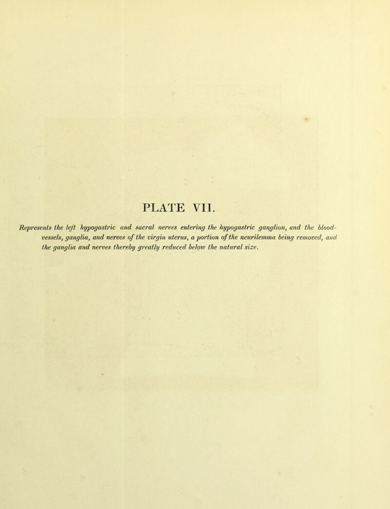 Represents the left hypogastric and sacral nerves entering the hypogastric ganglion, and the blood- vessels, ganglia, and nerves of the virgin uterus, a portion of the neurilemma being removed, and. the ganglia and nerves thereby greatly reduced below the natural size.