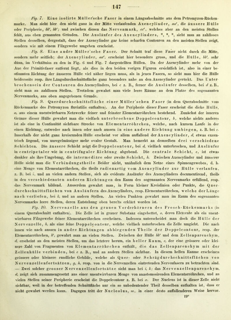 Fig. 7. Eine isolirte Müller’sche Faser in einem Läugsabschnitte aus dem Petromyzon-Rücken- marke. Man sieht hier den nicht ganz in der Mitte verlaufenden Axencylinder, aa', die äussere Hülle oder Peripherie, bb\ bV; und zwischen diesen das Nervenmark, cc', welches aber an den meisten Stellen fehlt, aus eben genannten Gründen. Die Ausläufer des Axencylinders, % *, *, sieht man an zahllosen Stellen desselben, dergestalt, dass der Axencylinder gar keine scharfen Contouren an den meisten Stellen zeigt, sondern Avie mit einem Filzgewebe umgeben erscheint. Fig. 8- Eine andre Müller’sche Faser. Der Schnitt traf diese Faser nicht durch die Mitte, sondern mehr seitlich; der Axencylinder, aa', erscheint hier besonders gross, und die Hülle, bb\ sehr dünn, iin Verhältniss zu den in Fig. 6 und Fig. 7 dargestellten Hüllen. Da der Axencylinder mehr von der Axe der Primitivfaser entfernt liegt, als dies in den beiden vorigen Figuren ersichtlich ist, also in einer be- stimmten Richtung der äusseren Hülle viel näher liegen muss, als in jenen Fasern, so sieht man hier die Hülle beiderseits resp. ihre Längsdurchschnittsfläche ganz besonders nahe an den Axencylinder gerückt. Das Unter- brochensein der Contouren des Axencylinders, bei c z. B., ferner die Ausläufer desselben, bei ä z. B., sieht man an zahllosen Stellen. Trotzdem gewahrt man viele leere Räume an dem Platze des sogenannten Nervenmarks, aus oben angegebenen Grunde. Fig. 9. Querdurchschnittsfläche einer Müller’schen Faser (in dem Quei*abschnitte Aom Rückenmarke des Petromyzon fluviatilis enthalten). An der Peripherie dieser Faser erscheint die dicke Hülle, a, aus einem unentwirrbaren Netzwerke feiner und feinster Elementarröhrchen bestehend. Zxxnächst der inneren Glänze dieser Hülle gewahrt man die vielfach unterbrochene Doppelcontour, b, welche nichts anderes ist als eine in Continuität sichtbare Strecke von Elementar röhr dien, welche, nach kurzem Laufe in der einen Richtung, entweder nach innen oder nach aussen in eine andere Richtung umbiegen, z. B. bei c. Innerhalb der nicht ganz kreisrunden Hülle ei’scheint vor allem auffallend der Axencylinder, d, etwas excen- trisch liegend, von unregelmässiger mehr ovaler Gestalt. Man bemerkt an demselben drei verschiedene Schichten. Die äussere Schicht zeigt die Dopp elcontour, bei d, vielfach unterbrochen, und Ausläufer in centripetaler wie in centrifugaler Richtung abgebend. Die centrale Schicht, e, ist etwas dunkler als ihre Umgebung, die intermediäre oder zweite Schicht, h. Zwischen Axencylinder und äusserer Hülle sieht man die Verbindungstheile Beider nicht, unähnlich dem Netze eines S^iinnengewebes, d. h. eine Menge von Elementarröhrchen, die theils radienartig vom Axeneylinder zur Hülle verlaufen, z. B. bei L und an vielen andern Stellen, sich als evidente Ausläufer des Axencylinders documentirend, theils in den verschiedensten anderen Richtungen den Raum des sogenannten Nervenmarks erfüllend, resp. das Nervenmark bildend. Ausserdem gewahrt man, in Form kleiner Kreislinien oder Punkte, die Quer- dur chschnittsflächen von Ausläufern des Axencylinders, resp. Elementarröhrchen, welche derLänge nach verliefen, bei Je, und an andern Stellen. An vielen Punkten gewahrt man im Raum des sogenannten Nervenmarks leere Stellen, deren Entstehung oben bereits erklärt worden ist. Fig. 10. Nervenzelle aus den grauen Vorderhörnern des Frosch-Rückenmarks (in einem Querabschnitt enthalten). Die Zelle ist in grauer Substanz eingebettet, a, deren Elemente als ein unent- wirrbares Filzgewebe feiner Elementarröhrchen erscheinen. Indessen unterscheidet man doch die Hülle der Nervenzelle, b, als eine feine Doppelcontour, welche vielfach unterbrochen die Zelle umgiebt. Die nach innen wie nach aussen in andre Richtungen abbiegenden Theile der Doppelcontour, resp. der Elementarröhrchen, b‘, gewahrt man an vielen Stellen. Zwischen der Hülle bb' und dem Zellenparencliym, d, erscheint an den meisten Stellen, um das letztere herum, ein heller Raum, c, der eine grössere oder klei- nere Zahl von Fragmenten von Elementarröhrchen enthält, die das Zellenparenchym mit der Zellen hülle verbinden, bei e z. B., und an andern Stellen sichtbar. In diesem hellen Raume erscheinen grössere oder kleinere rundliche Gebilde, welche als Quer- oder Schrägdurchschnittsflächen von Nervenzellenfortsätzen, g, Ji, resp. von in die Nervenzellen eintretenden Nervenfasern zu betrachten sind. — Zwei solcher grosser Nervenzellenfortsätze sieht man bei i, Ic; das Nervenzellenparenchym, d, zeigt sich zusammengesetzt aus einer unentwirrbaren Menge von anastomosirenden Elementarröhrchen, und an vielen Stellen seiner Peripherie erscheint die Doppelcontour z. B. bei x. Der Nucleus ist in dieser Zelle nicht sichtbar, weil in der betreffenden Schnittfläche nur ein so unbedeutender Theil desselben enthalten ist, dass er nicht gewahrt werden kann. Dagegen tritt der Nucleolus, m, in einer desto auffallenderen Weise hervor. 19*