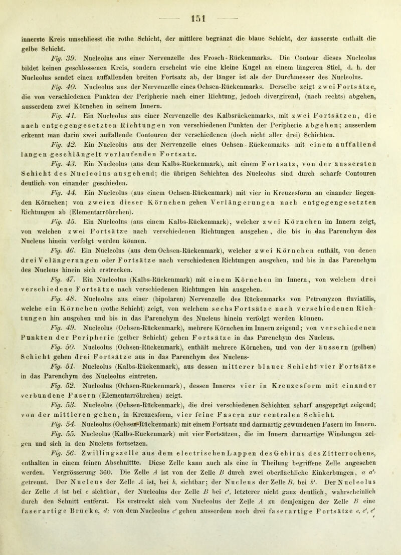 innerste Kreis umschliesst die rothe Schicht, der mittlere begränzt die blaue Schicht, der äusserste enthält die gelbe Schicht. Fig. 30. Nucleolus aus einer Nervenzelle des Frosch - Rückenmarks. Die C’ontour dieses Nucleolus bildet keinen geschlossenen Kreis, sondern erscheint wie eine kleine Kugel an einem längeren Stiel, d. h. der Nucleolus sendet einen auffallenden breiten Fortsatz ab, der länger ist als der Durchmesser des Nucleolus. Fig. 40. Nucleolus aus der Nervenzelle eines Ochsen-Rückenmarks. Derselbe zeigt zwei Fortsätze, die von verschiedenen Punkten der Peripherie nach einer Richtung, jedoch divergirend, (nach rechts) abgehen, ausserdem zwei Körnchen in seinem Innern. Fig. 41. Ein Nucleolus aus einer Nervenzelle des Kalbsrückenmarks, mit zwei Fortsätzen, die nach entgegengesetzten Richtungen von verschiedenen Punkten der Peripherie abgehen; ausserdem erkennt man darin zwei auffallende Contouren der verschiedenen (doch nicht aller drei) Schichten. Fig. 42. Ein Nucleolus aus der Nervenzelle eines Ochsen - Rückenmarks mit einem auffallend langen geschlängelt verlaufenden Fortsatz. Fig. 43. Ein Nucleolus (aus dem Kalbs-Rückenmark), mit einem Fortsatz, von der äussersten Schicht des Nucleolus ausgehend; die übi’igen Schichten des Nucleolus sind durch scharfe Contouren deutlich von einander geschieden. Fig. 44. Ein Nucleolus (aus einem Ochsen-Rückenmark) mit vier in Kreuzesform an einander liegen- den Körnchen; von zweien dieser Körnchen gehen Ver 1 äng erungen nach entgegengesetzten Richtungen ab (Elementarröhrchen). Fig. 45. Ein Nucleolus (aus einem Kalbs-Rückenmark), welcher zwei Körnchen im Innern zeigt, von welchen zwei Fortsätze nach verschiedenen Richtungen ausgehen, die bis in das Parenchym des Nucleus hinein verfolgt werden können. Fig. 46. Ein Nucleolus (aus dem Ochsen-Rückenmark), welcher zwei Körnchen enthält, von denen drei Velängerungen oder Fortsätz e nach verschiedenen Richtungen ausgehen, und bis in das Parenchym des Nucleus hinein sich erstrecken. Fig. 47. Ein Nucleolus (Kalbs-Rückenmark) mit einem Körnchen im Innern, von welchem drei verschiedene Fortsätze nach verschiedenen Richtungen hin ausgehen. Fig. 48. Nucleolus aus einer (bipolaren) Nervenzelle des Rückenmarks von Petromyzon fluviatilis, welche ein Körnchen (rothe Schicht) zeigt, von welchem sechs Fortsätz e nach verschiedenen Rich- tungen hin ausgehen und bis in das Parenchym des Nucleus hinein verfolgt werden können. Fig. 49. Nucleolus (Ochsen-Rückenmark), mehrere Körnchen im Innern zeigend; von verschiedenen Punkten der Peripherie (gelber Schicht) gehen Fortsätze in das Parenchym des Nucleus. Fig. 50. Nucleolus (^Ochsen-Rückenmark), enthält mehrere Körnchen, und von der äussern (gelben) Schicht gehen drei Fortsätze aus in das Parenchym des Nucleus- Fig. 51. Nucleolus (Kalbs-Rückenmark), aus dessen mitterer blauer Schicht vier Fortsätze in das Parenchym des Nucleolus eintreten. Fig. 52. Nucleolus (Ochsen-Rückenmark), dessen Inneres vier in Kreuzesform mit einander verbundene Fasern (Elementarröhrchen) zeigt. Fig. 53. Nucleolus (Ochsen-Rückenmark), die drei verschiedenen Schichten scharf ausgeprägt zeigend; von der mittleren gehen, in Kreuzesform, vier feine Fasern zur centralen Schicht. Fig. 54. Nucleolus (Ochsen-Rückenmark) mit einem Fortsatz und darmartig gewundenen Fasern im Innern. Fig. 55. Nucleolus (Kalbs-Rückenmark) mit vier Fortsätzen, die im Innern dai’martige Windungen zei- gen und sich in den Nucleus fortsetzen. Fig. 56. Zwillingszelle aus dem e 1 ec tri sehen L app en desGehirns des Z itterrochens, enthalten in einem feinen Abschnittte. Diese Zelle kann auch als eine in Theilung begriffene Zelle angesehen werden. Vergrösserung 360. Die Zelle A ist von der Zelle B durch zwei oberflächliche Einkerbiragen, a a'> getrennt. Der Nucleus der Zelle A ist, bei b, sichtbar; der Nucleus der Zellet, bei F. Der Nucleolus der Zelle A ist bei c sichtbar, der Nucleolus der Zelle B bei c\ letzterer nicht ganz deutlich, wahrscheinlich durch den Schnitt entfernt. Es erstreckt sich vom Nucleolus der Zelle A zu demjenigen der Zelle B eine faserartige Brücke, 4; von dem Nucleolus c'gehen ausserdem noch drei faserartige Fortsätze e, e\ e'