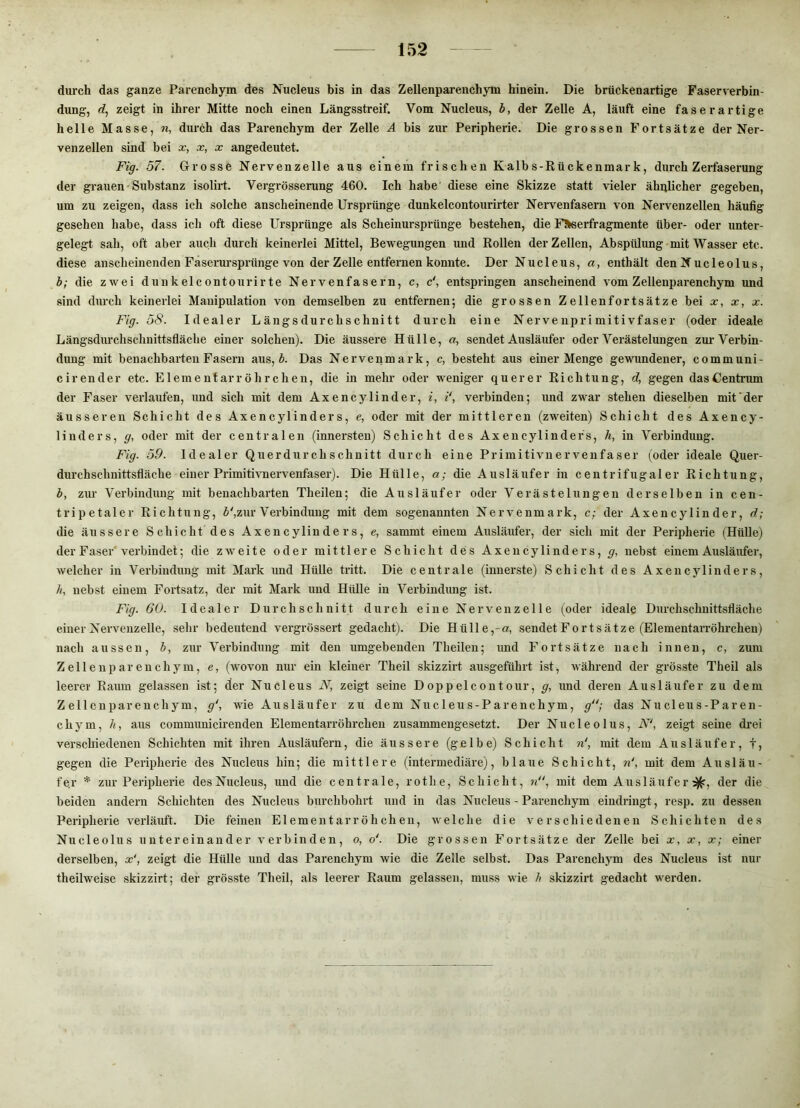 durch das ganze Parenchym des Nucleus bis in das Zellenpareuchym hinein. Die brückenartige Faserverbin- dung, d, zeigt in ihrer Mitte noch einen Längsstreif. Vom Nucleus, b, der Zelle A, läuft eine faserartige helle Masse, n, durch das Parenchym der Zelle A bis zur Peripherie. Die grossen Fortsätze der Ner- venzellen sind bei x, x, x angedeutet. Fig. 57. Grosse Nervenzelle aus einem frischen Kalbs-Rückenmark, durch Zerfaserung der grauen'Substanz isolirt. Vergrösserung 460. Ich habe diese eine Skizze statt \’ieler ähqlicher gegeben, um zu zeigen, dass ich solche anscheinende Ursprünge dunkelcontourirter Nervenfasern von Nervenzellen häufig gesehen habe, dass ich oft diese Ursprünge als Scheinursprünge bestehen, die FÄserfragmente über- oder unter- gelegt sah, oft aber auch durch keinerlei Mittel, Bewegungen mid Rollen der Zellen, Abspülung «mit Wasser etc. diese anscheinenden Faserursprünge von der Zelle entfernen konnte. Der Nucleus, a, enthält den Nucleolus, b; die zwei dunkelcontourirte Nervenfasern, c, c\ entspringen anscheinend vom Zellenparenchym und sind durch keinerlei Manipulation von demselben zu entfernen; die grossen Zellenfortsätze bei x, x, x. Fig. 58. Idealer Längsdurchschnitt durch eine Nervenprimitivfaser (oder ideale Längsdurchschnittsfläclie einer solchen). Die äussere Hülle, a, sendet Ausläufer oder Verästelimgen zur Verbin- dung mit benachbarten Fasern aus, 5. Das Nervenmark, c, besteht aus einer Menge gewundener, communi- cirender etc. Elementarröhrchen, die in mehr oder weniger querer Richtung, d, gegen dasCentrum der Faser vei'laufen, und sich mit dem Ax encylinder, i, i‘, verbinden; imd zwar stehen dieselben mit'der äusseren Schicht des Axencylinders, e, oder mit der mittleren (zweiten) Schicht des Axency- linders, g, oder mit der centralen (innersten) Schicht des Axeiicylindefs, h, in Verbindung. Fig. 59. Idealer Querdurchschnitt durch eine Primitivuerveufaser (oder ideale Quer- durchschnittsfläche einer Primitivnervenfaser). Die Hülle, a; die Ausläufer in centrifugal er Richtung, b, zur Verbindung mit benachbarten Theilen; die Ausläufer oder Verästelungen derselben in cen- tripetaler Richtung, 5',zur Verbindung mit dem sogenannten Nervenmark, c; der Axencylinder, d; die äussere Schicht des Axen cyliu de r s, e, sammt einem Ausläufer, der sich mit der Peripherie (Hülle) der Faser'verbindet; die zweite oder mittlere Schicht des Axencylinders, g, nebst einem Ausläiifer, welcher in Verbindung mit Mark imd Hülle tritt. Die centrale (inuei’ste) Schicht des Axencylinders, h, nebst einem Fortsatz, der mit Mark und Hülle in Verbindung ist. Fig. 60. Idealer Durchschnitt durch eine Nervenzelle (oder ideale Durchschnittsfläche einer Nervenzelle, sehr bedeutend vergrössert gedacht). Die Hülle,-«, sendet Fort Sätze (Elementarröhrchen) nach aussen, b, zur Verbindung mit den umgebenden Theilen; imd Fortsätze nach innen, c, zum Zellenpareuchym, e, (wovon nur ein kleiner Theil skizzirt ausgeführt ist, während der grösste Theil als leerer Raum gelassen ist; der Nucleus N, zeigt seine Doppelcoutour, g, und dei’en Ausläufer zu dem Zellenparenchym, g\ wie Ausläufer zu dem Nucleus-Parenchym, g‘'; das Nucleus-Paren- chym, h, aus commuuicirenden Elementarröhrcheu zusammengesetzt. Der Nucleolus, N\ zeigt seine drei verschiedenen Schichten mit ihren Ausläufern, die äussere (gelbe) Schicht n‘, mit dem Ausläufer, t, gegen die Peripherie des Nucleus hin; die mittlere (intermediäre), blaue Schicht, n\ mit dem Ausläu- fer * zur Peripherie des Nucleus, und die centrale, rot he, Schicht, i/', mit dem Ausläufer der die beiden andern Schichten des Nucleus burchbohrt und in das Nucleus - Parenchj^m eindringt, resp. zu dessen Peripherie verläuft. Die feinen Elemeutarröhcheu, welche die verschiedenen Schichten des Nucleolus untereinander verbinden, o, o‘. Die grossen Fortsätze der Zelle bei x, x, x; einer derselben, x‘, zeigt die Hülle und das Parenchym wie die Zelle selbst. Das Parenchym des Nucleus ist nur theilweise skizzirt; der grösste Theil, als leerer Raum gelassen, muss wie b skizzirt gedacht werden.