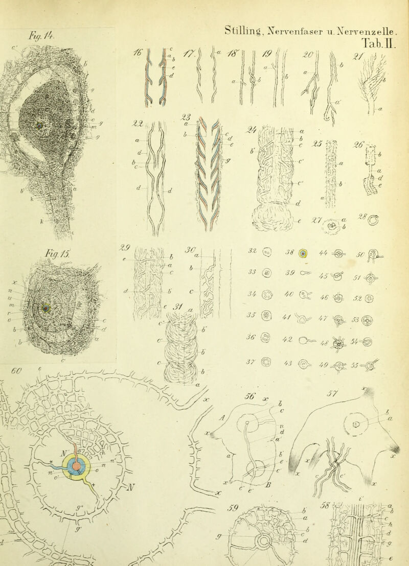 ^!?{illing, Xervenfaser ii. Xerrenzelle .