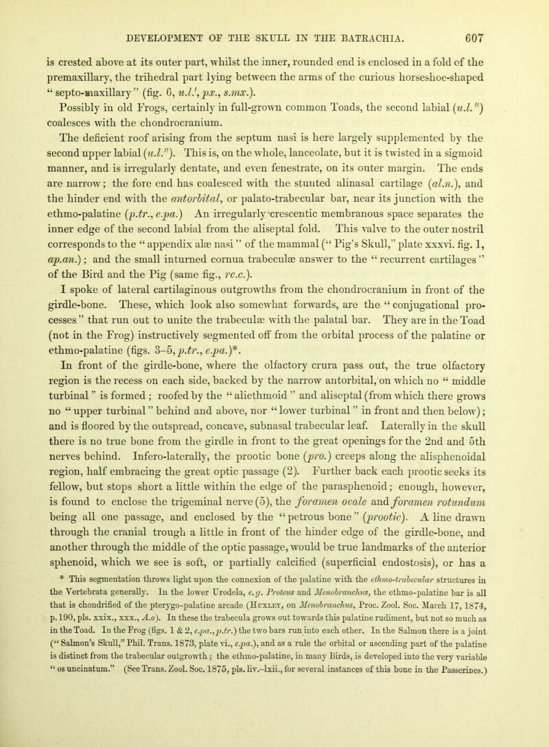 is crested above at its outer part, whilst the inner, rounded end is enclosed in a fold of the premaxillary, the trihedral part lying between the arms of the curious horseshoe-shaped “ septo-maxillary ” (fig. 6, u.l.',px., s.mx.). Possibly in old Frogs, certainly in full-grown common Toads, the second labial (u.l. ) coalesces with the chondrocranium. The deficient roof arising from the septum nasi is here largely supplemented by the second upper labial (u.l.). This is, on the whole, lanceolate, but it is twisted in a sigmoid manner, and is irregularly dentate, and even fenestrate, on its outer margin. The ends are narrow; the fore end has coalesced with the stuuted alinasal cartilage (cd.n.), and the hinder end with the antorbital, or palato-trabecular bar, near its junction with the ethmo-palatine ('p.tr.,e.pa.) An irregularly crescentic membranous space separates the inner edge of the second labial from the aliseptal fold. This valve to the outer nostril corresponds to the “ appendix alee nasi ” of the mammal (“ Pig’s Skull,” plate xxxvi. fig. 1, ap.an.); and the small inturned cornua trabeculae answer to the “recurrent cartilages” of the Bird and the Pig (same fig., rc.c.). I spoke of lateral cartilaginous outgrowths from the chondrocranium in front of the girdle-bone. These, which look also somewhat forwards, are the “ conjugational pro- cesses ” that run out to unite the trabeculae with the palatal bar. They are in the Toad (not in the Frog) instructively segmented off from the orbital process of the palatine or ethmo-palatine (figs. 3-5,p.tr.,e.pa.)*. In front of the girdle-bone, where the olfactory crura pass out, the true olfactory region is the recess on each side, backed by the narrow antorbital, on which no “ middle turbinal ” is formed ; roofed by the “ aliethmoid ” and aliseptal (from which there grows no “ upper turbinal ” behind and above, nor “ lower turbinal ” in front and then below); and is floored by the outspread, concave, subnasal trabecular leaf. Laterally in the skull there is no true bone from the girdle in front to the great openings for the 2nd and 5th nerves behind. Infero-laterally, the prootic bone (pro.) creeps along the alisphenoidal region, half embracing the great optic passage (2). Further back each prootic seeks its fellow, but stops short a little within the edge of the parasphenoid; enough, however, is found to enclose the trigeminal nerve (5), the foramen ovale and foramen rotundum being all one passage, and enclosed by the “ petrous bone ” (prootic). A line drawn through the cranial trough a little in front of the hinder edge of the girdle-bone, and another through the middle of the optic passage, would be true landmarks of the anterior sphenoid, which we see is soft, or partially calcified (superficial endostosis), or has a * This segmentation throws light upon the connexion of the palatine with the ethmo-trabecular structures in the Vertebrata generally. In the lower Lrodela, e.g. Proteus and Menobranchus, the ethmo-palatine bar is all that is chondrified of the pterygo-palatine arcade (Huxley, on Menobranchus, Proc. Zool. Soc. March 17, 1874, p. 190, pis. xxix., xxx., A.o). In these the trabecula grows out towards this palatine rudiment, but not so much as in the Toad. In the Erog (figs. 1 & 2, e.pa.,p.tr.) the two bars run into each other. In the Salmon there is a joint (“ Salmon’s Skull,” Phil. Trans. 1873, plate vi., e.pa.), and as a rule the orbital or ascending part of the palatine is distinct from the trabecular outgrowth; the ethmo-palatine, in many Birds, is developed into the very variable “ os uncinatum.” (See Trans. Zool. Soc. 1875, pis. liv.-lxii., for several instances of this bone in the Passerines.)
