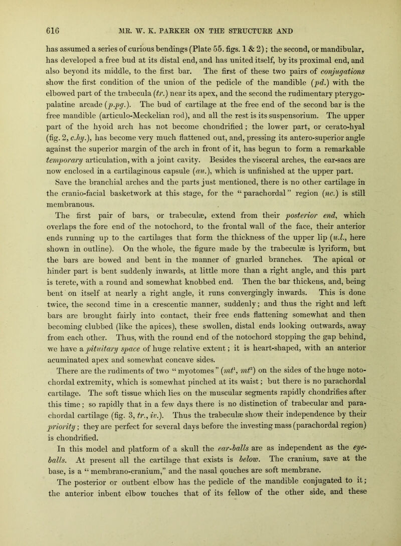 has assumed a series of curious bendings (Plate 55. figs. 1 & 2); the second, or mandibular, has developed a free bud at its distal end, and has united itself, by its proximal end, and also beyond its middle, to the first bar. The first of these two pairs of conjugations show the first condition of the union of the pedicle of the mandible Qid.) with the elbowed part of the trabecula (tr.) near its apex, and the second the rudimentary pterygo- palatine arcade (ppg.). The bud of cartilage at the free end of the second bar is the free mandible (articulo-Meckelian rod), and all the rest is its suspensorium. The upper part of the hyoid arch has not become chondrified ; the lower part, or cerato-hyal (fig. 2, c.hy.), has become very much flattened out, and, pressing its antero-superior angle against the superior margin of the arch in front of it, has begun to form a remarkable temporary articulation, with a joint cavity. Besides the visceral arches, the ear-sacs are now enclosed in a cartilaginous capsule (an.), which is unfinished at the upper part. Save the branchial arches and the parts just mentioned, there is no other cartilage in the cranio-facial basketwork at this stage, for the “parachordal” region (nc.) is still membranous. The first pair of bars, or trabeculae, extend from their posterior end, which overlaps the fore end of the notochord, to the frontal wall of the face, their anterior ends running up to the cartilages that form the thickness of the upper lip (u.l., here shown in outline). On the whole, the figure made by the trabeculae is lyriform, but the bars are bowed and bent in the manner of gnarled branches. The apical or hinder part is bent suddenly inwards, at little more than a right angle, and this part is terete, with a round and somewhat knobbed end. Then the bar thickens, and, being bent on itself at nearly a right angle, it runs convergingly inwards. This is done twice, the second time in a crescentic manner, suddenly; and thus the right and left bars are brought fairly into contact, their free ends flattening somewhat and then becoming clubbed (like the apices), these swollen, distal ends looking outwards, away from each other. Thus, with the round end of the notochord stopping the gap behind, we have a pituitary space of huge relative extent; it is heart-shaped, with an anterior acuminated apex and somewhat concave sides. There are the rudiments of two “ myotomes ” (mtl, mt) on the sides of the huge noto- chordal extremity, which is somewhat pinched at its waist; but there is no parachordal cartilage. The soft tissue which lies on the muse alar segments rapidly chondrifies after this time; so rapidly that in a few days there is no distinction of trabecular and para- chordal cartilage (fig. 3, tr., iv.). Thus the trabeculae show their independence by their priority; they are perfect for several days before the investing mass (parachordal region) is chondrified. In this model and platform of a skull the ear-balls are as independent as the eye- balls. At present all the cartilage that exists is below. The cranium, save at the base, is a “ membrano-cranium,” and the nasal qouches are soft membrane. The posterior or outbent elbow has the pedicle of the mandible conjugated to it ; the anterior inbent elbow touches that of its fellow of the other side, and these