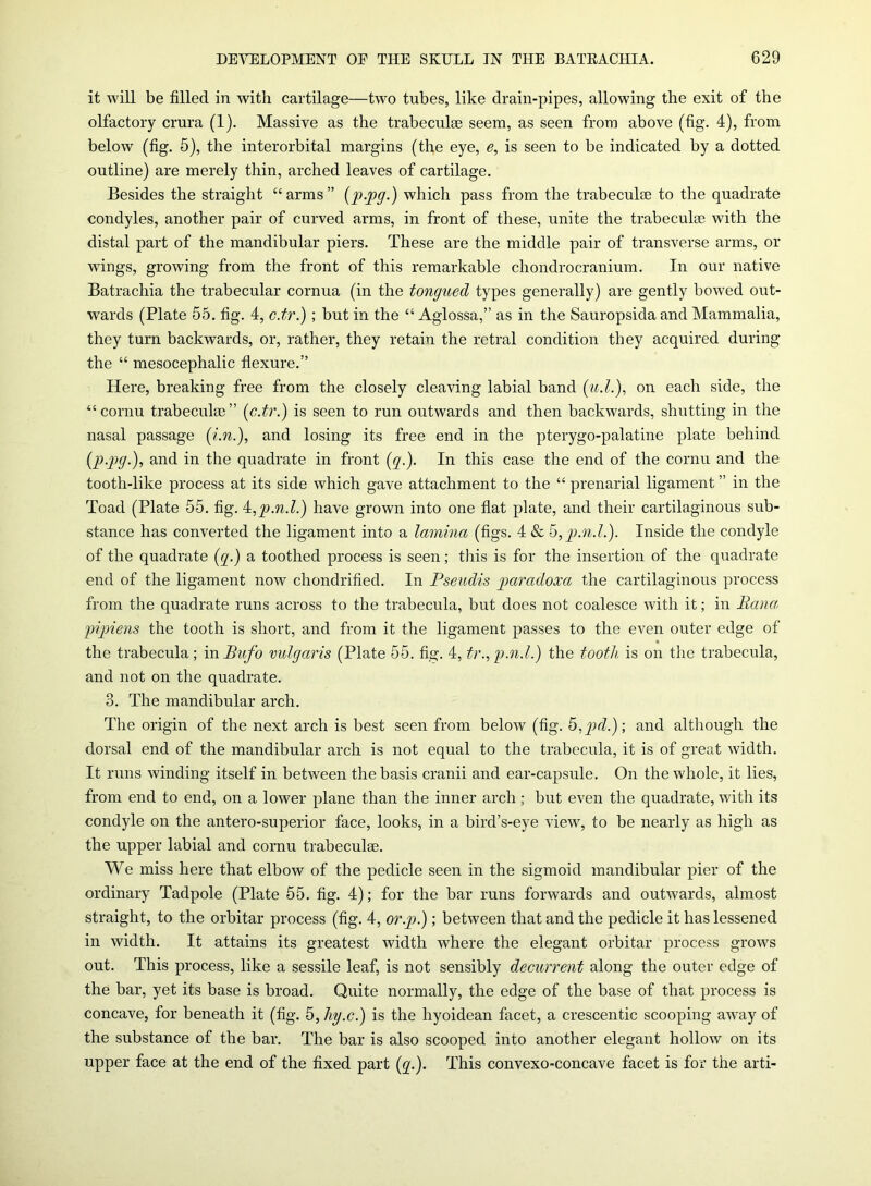 it will be filled in with cartilage—two tubes, like drain-pipes, allowing the exit of the olfactory crura (1). Massive as the trabeculse seem, as seen from above (fig. 4), from below (fig. 5), the interorbital margins (the eye, e, is seen to be indicated by a dotted outline) are merely thin, arched leaves of cartilage. Besides the straight “arms” (p-pg-) which pass from the trabeculae to the quadrate condyles, another pair of curved arms, in front of these, unite the trabeculae with the distal part of the mandibular piers. These are the middle pair of transverse arms, or wings, growing from the front of this remarkable chondrocranium. In our native Batrachia the trabecular cornua (in the tonguecl types generally) are gently bowed out- wards (Plate 55. fig. 4, c.tr.) ; but in the “ Aglossa,” as in the Sauropsida and Mammalia, they turn backwards, or, rather, they retain the rctral condition they acquired during the “ mesocephalic flexure.” Here, breaking free from the closely cleaving labial band (u.l.), on each side, the “cornu trabeculae” {c.tr.) is seen to run outwards and then backwards, shutting in the nasal passage (i.n.), and losing its free end in the pterygo-palatine plate behind (p.pg.), and in the quadrate in front {q.). In this case the end of the cornu and the tooth-like process at its side which gave attachment to the “ prenarial ligament ” in the Toad (Plate 55. fig. 4,p.n.l.) have grown into one flat plate, and their cartilaginous sub- stance has converted the ligament into a lamina (figs. 4 & 5,p.n.l.). Inside the condyle of the quadrate {q.) a toothed process is seen; this is for the insertion of the quadrate end of the ligament now chondrified. In Pseudis parcidoxa the cartilaginous process from the quadrate runs across to the trabecula, but does not coalesce with it; in Rana pipiens the tooth is short, and from it the ligament passes to the even outer edge of the trabecula; inBnfo vulgaris (Plate 55. fig. 4, tr.,p.n.l.) the tooth is on the trabecula, and not on the quadrate. 3. The mandibular arch. The origin of the next arch is best seen from below (fig. 5,pd.)\ and although the dorsal end of the mandibular arch is not equal to the trabecula, it is of great width. It runs winding itself in between the basis cranii and ear-capsule. On the whole, it lies, from end to end, on a lower plane than the inner arch ; but even the quadrate, with its condyle on the antero-superior face, looks, in a bird’s-eye view, to be nearly as high as the upper labial and cornu trabeculae. We miss here that elbow of the pedicle seen in the sigmoid mandibular pier of the ordinary Tadpole (Plate 55. fig. 4); for the bar runs forwards and outwards, almost straight, to the orbitar process (fig. 4, or.p.); between that and the pedicle it has lessened in width. It attains its greatest width where the elegant orbitar process grows out. This process, like a sessile leaf, is not sensibly decurrent along the outer edge of the bar, yet its base is broad. Quite normally, the edge of the base of that process is concave, for beneath it (fig. 5, hy.c.) is the hyoidean facet, a crescentic scooping away of the substance of the bar. The bar is also scooped into another elegant hollow on its upper face at the end of the fixed part (q.). This convexo-concave facet is for the arti-