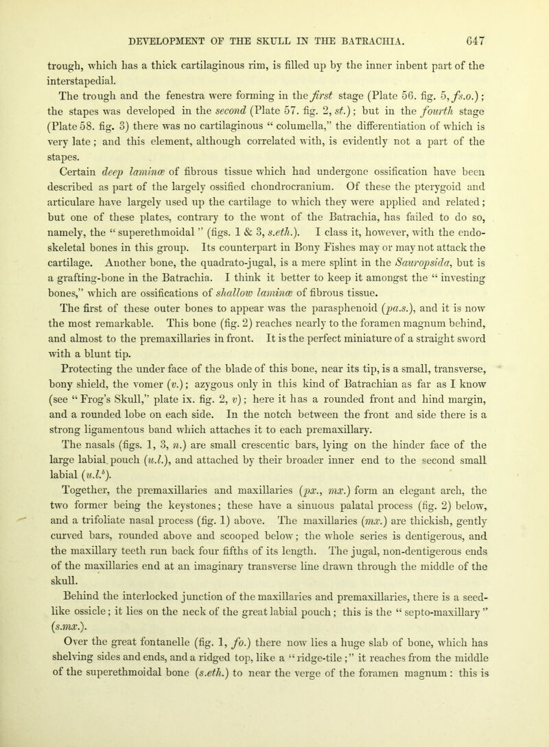 trough, which has a thick cartilaginous rim, is tilled up by the inner inbent part of the interstapedial. The trough and the fenestra were forming in the first stage (Plate 56. fig. 5,fs.o.); the stapes was developed in the second (Plate 57. tig. 2, st.); but in the fourth stage (Plate 58. tig. 3) there was no cartilaginous “ columella,” the differentiation of which is very late; and this element, although correlated with, is evidently not a part of the stapes. Certain deep laminae of fibrous tissue which had undergone ossification have been described as part of the largely ossified chondrocranium. Of these the pterygoid and articulare have largely used up the cartilage to which they were applied and related; but one of these plates, contrary to the wont of the Batrachia, has failed to do so, namely, the “ superethmoidal ” (figs. 1 & 3, s.eth.). I class it, however, with the endo- skeletal bones in this group. Its counterpart in Bony Fishes may or may not attack the cartilage. Another bone, the quadrato-jugal, is a mere splint in the Sciuropsida, but is a grafting-bone in the Batrachia. I think it better to keep it amongst the “ investing bones,” which are ossifications of shallow laminae of fibrous tissue. The first of these outer hones to appear was the parasphenoid (pa.s.), and it is now the most remarkable. This bone (fig. 2) reaches nearly to the foramen magnum behind, and almost to the premaxillaries in front. It is the perfect miniature of a straight sword with a blunt tip. Protecting the under face of the blade of this bone, near its tip, is a small, transverse, bony shield, the vomer (v.); azygous only in this kind of Batrachian as far as I know (see “Frog’s Skull,” plate ix. fig. 2, v); here it has a rounded front and hind margin, and a rounded lobe on each side. In the notch between the front and side there is a strong ligamentous band which attaches it to each premaxillary. The nasals (figs. 1, 3, n.) are small crescentic bars, lying on the hinder face of the large labial, pouch (u.l.), and attached by their broader inner end to the second small labial (u.l.6). Together, the premaxillaries and maxillaries (px., mx.) form an elegant arch, the two former being the keystones; these have a sinuous palatal process (fig. 2) below, and a trifoliate nasal process (fig. 1) above. The maxillaries (mx.) are tliickish, gently curved bars, rounded above and scooped below; the whole series is dentigerous, and the maxillary teeth run back four fifths of its length. The jugal, non-dentigerous ends of the maxillaries end at an imaginary transverse line drawn through the middle of the skull. Behind the interlocked junction of the maxillaries and premaxillaries, there is a seed- like ossicle; it lies on the neck of the great labial pouch; this is the “ septo-maxillary ” (s.mx.). Over the great fontanelle (fig. 1, fo.) there now lies a huge slab of bone, which has shelving sides and ends, and a ridged top, like a “ ridge-tile it reaches from the middle of the superethmoidal bone (s.eth.) to near the verge of the foramen magnum : this is