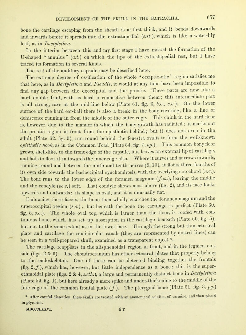 G57 bone the cartilage escaping from the sheath is at first thick, and it bends downwards and inwards before it spreads into the extrastapedial (e.st.), which is like a water-lily leaf, as in Dactylethra. In the interim between this and my first stage I have missed the formation of the U-shaped “ annulus ” (a.t.) on which the lips of the extrastapedial rest, but I have traced its formation in several kinds. The rest of the auditory capsule may be described here. The extreme degree of ossification of the whole “ occipito-otic ” region satisfies me that here, as in Dactylethra and Pseudis, it would at any time have been impossible to find any gap between the exoccipital and the prootic. These parts are now like a hard double fruit, with as hard a connective between them ; this intermediate part is all strong, save at the mid line below (Plate 61. fig. 3, h.o., e.o.), On the lower surface of the hard ear-ball there is also a break in the bony covering, like a line of dehiscence running in from the middle of the outer edge. This chink in the hard floor is, however, due to the manner in which the bony growth has radiated; it marks out the prootic region in front from the opisthotic behind ; but it does not, even in the adult (Plate 62. fig. 9), run round behind the fenestra ovalis to form the well-known opisthotic hook, as in the Common Toad (Plate 54. fig. 7, op.). This common bony floor grows, shell-like, to the front edge of the capsule, but leaves an external lip of cartilage, and fails to floor it in towards the inner edge also. Where it curves and narrows inwards, running round and between the ninth and tenth nerves (9,10), it floors three fourths of its own side towards the basioccipital synchondrosis, with the overlying notochord (’n.c.). The bone runs to the lower edge of the foramen magnum (f.m.), leaving the middle and the condyle (oc.c.) soft. That condyle shows most above (fig. 2), and its face looks upwards and outwards; its shape is oval, and it is unusually flat. Embracing these facets, the bone then wholly enarches the foramen magnum and the superoccipital region (s.o.) ; but beneath the bone the cartilage is perfect (Plate 60. fig. 5, s.o.). The whole oval top, which is larger than the floor, is roofed with con- tinuous bone, which has set up absorption in the cartilage beneath (Plate 60. fig. 5), but not to the same extent as in the lower face. Through the strong but thin ectosteal plate and cartilage the semicircular canals (they are represented by dotted lines) can be seen in a well-prepared skull, examined as a transparent object *. The cartilage reappears in the alisphenoidal region in front, and in the tegmen out- side (figs. 2 & 6). The chondrocranium has other ectosteal plates that properly belong to the encloskeleton. One of these can be detected binding together the frontals (fig. 2,f.), which has, however, but little independence as a bone ; this is the super- ethmoidal plate (figs. 2 & 4, s.eth.), a large and permanently distinct bone in Dactylethra (Plate 59. fig. 1), but here already a mere spike and under-thickening to the middle of the fore edge of the common frontal plate (/'.). The pterygoid bone (Plate 61. fig. 3, pg.) * After careful dissection, theso skulls are treated with an ammoniacal solution of carmine, and then placed in glycerine.