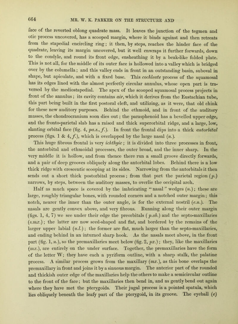 face of the reverted oblong quadrate mass. It leaves the junction of the tegmen and otic process uncovered, has a scooped margin, where it binds against and then retreats from the stapedial encircling ring; it then, by steps, reaches the hinder face of the quadrate, leaving its margin uncovered, but it well enwraps it further forwards, down to the condyle, and round its front edge, ensheathing it by a beak-like folded plate. This is not all, for the middle of its outer face is hollowed into a valley which is bridged over by the columella; and this valley ends in front in an outstanding basin, suboval in shape, but apiculate, and with a fixed base. This cochleate process of the squamosal has its edges lined with the almost perfectly circular annulus, whose open part is tra- versed by the mediostapedial. The apex of the scooped squamosal process projects in front of the annulus ; its cavity contains air, which it derives from the Eustachian tube, this part being built in the first postoral cleft, and utilizing, as it were, that old chink for these new auditory purposes. Behind the ethmoid, and in front of the auditory masses, the chondrocranium soon dies out; the parasphenoid has a bevelled upper edge, and the fronto-parietal slab has a raised and thick superorbital ridge, and a large, low, slanting orbital face (fig. 4,pa.s.,f.). In front the frontal dips into a thick antorbital process (figs. 1 & 4,f.), which is overlapped by the large nasal (n.). This huge fibrous frontal is very ichthyic; it is divided into three processes in front, the antorbital and ethmoidal processes, the outer broad, and the inner sharp. In the very middle it is hollow, and from thence there run a small groove directly forwards, and a pair of deep grooves obliquely along the antorbital lobes. Behind there is a low thick ridge with crescentic scooping at its sides. Narrowing from the antorbitals it then sends out a short thick postorbital process ; from that part the parietal region (p.) narrows, by steps, between the auditory masses, to overlie the occipital arch. Half as much space is covered by the imbricating “ nasal ” wredges (n.); these are large, roughly triangular bones, with rounded corners and a notched outer margin; this notch, nearer the inner than the outer angle, is for the external nostril (e.n.). The nasals are gently convex above, and very fibrous. Running along their outer margin (figs. 1, 4, 7) we see under their edge the preorbitals (p.ob.) and the septo-maxillaries (s.mx.) ; the latter are now seed-shaped and flat, and bordered by the remains of the larger upper labial (u.l.); the former are flat, much larger than the septo-maxillaries, and ending behind in an inturned sharp hook. As the nasals meet above, in the front part (fig. 1, n.), so the premaxillaries meet below (fig. 2, px.) ; they, like the maxillaries (mx.), are entirely on the under surface. Together, the premaxillaries have the form of the letter W; they have each a pyriform outline, with a sharp stalk, the palatine process. A similar process grows from the maxillary [mx.), as this bone overlaps the premaxillary in front and joins it by a sinuous margin. The anterior part of the rounded and thickish outer edge of the maxillaries help the others to make a semicircular outline to the front of the face; but the maxillaries then bend in, and as gently bend out again where they have met the pterygoids. Their jugal process is a pointed spatula, which lies obliquely beneath the leafy part of the pterygoid, in its groove. The eyeball (e)