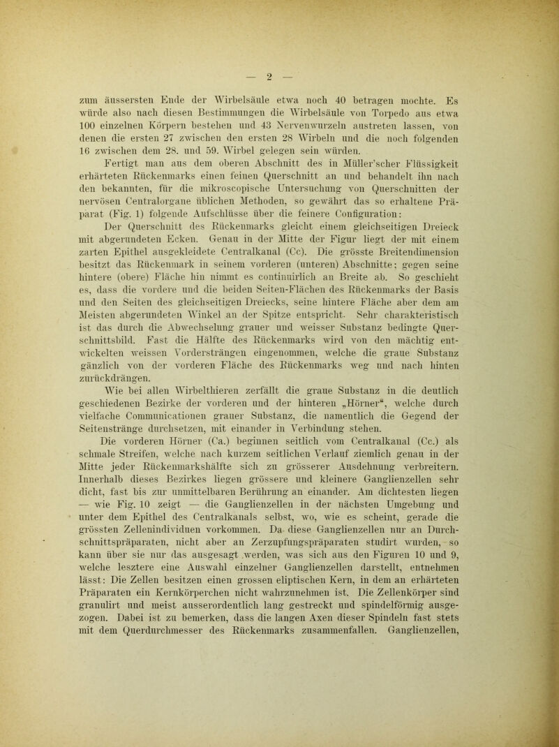 zum äussersten Ende der Wirbelsäule etwa noch 40 betragen mochte. Es würde also nach diesen Bestimmungen die Wirbelsäule von Torpedo ans etwa 100 einzelnen Körpern bestehen und 43 Xervenwnrzeln anstreten lassen, von denen die ersten 27 zwischen den ersten 28 AVirbeln und die noch folgenden 16 zwischen dem 28. und 59. Wirbel gelegen sein würden. Fertigt man aus dem oberen Abschnitt des in Müller’scher Flüssigkeit erhärteten Rückenmarks einen feinen Querschnitt an und behandelt ihn nach den bekannten, für die mikroscopische Untersnchnng von Querschnitten der nervösen Centralorgane üblichen Methoden, so gewährt das so erhaltene Prä- parat (Fig. 1) folgende Aufschlüsse über die feinere Confignratioii: Der Querschnitt des Rückenmarks gleicht einem gleichseitigen Dreieck mit abgerundeten Ecken. Genau in der Mitte der Figur liegt der mit einem zarten Epithel ansgekleidete Centralkanal (Cc). Die grösste Breitendimension besitzt das Rückenmark in seinem vorderen (unteren) Abschnitte; gegen seine hintere (obere) Fläche hin nimmt es continnirlich an Breite ab. So geschieht es, dass die vordere und die beiden Seiten-Flächen des Rückenmarks der Basis und den Seiten des gleichseitigen Dreiecks, seine hintere Fläche aber dem am Meisten abgerundeten Winkel an der Spitze entspricht. Sehr charakteristisch ist das durch die Abwechselung grauer und weisser Substanz bedingte Quer- schnittsbild. Fast die Hälfte des Rückenmarks wird von den mächtig ent- vdckelten weissen Vordersträngen eingenommen, welche die graue Substanz gänzlich von der vorderen Fläche des Rückenmarks weg und nach hinten zurückdrängen. Wie bei allen Wirbelthieren zerfällt die graue Substanz in die deutlich geschiedenen Bezirke der vorderen und der hinteren „Hörner“, welche durch vielfache Communicationen grauer Substanz, die namentlich die Gegend der Seitenstränge durchsetzen, mit einander in Verbindung stehen. Die vorderen Hörner (Ca.) beginnen seitlich vom Centralkanal (Cc.) als schmale Streifen, welche nach kurzem seitlichen Verlauf ziemlich genau in der Mitte jeder Rückenmarkshälfte sich zu grösserer Ausdehnung verbreitern. Innerhalb dieses Bezirkes liegen grössere und kleinere Ganglienzellen sehr dicht, fast bis zur unmittelbaren Berührung an einander. Am dichtesten liegen — wie Fig. 10 zeigt — die Ganglienzellen in der nächsten Umgebung und unter dem Epithel des Centralkanals selbst, wo, wie es scheint, gerade die grössten Zellenindividuen Vorkommen. Da diese Ganglienzellen nur an Durch- schnittspräparaten, nicht aber an Zerzupfungspräparaten studirt wurden, so kann über sie nur das ausgesagt .werden, was sich aus den Figuren 10 und 9, welche lesztere eine Auswahl einzelner Ganglienzellen darstellt, entnehmen lässt: Die Zellen besitzen einen grossen eliptischen Kern, in dem an erhärteten Präparaten ein Kernkörperchen nicht wahrzunehmen ist. Die Zellenkörper sind granulirt und meist ausserordentlich lang gestreckt und spindelförmig ausge- zogen. Dabei ist zu bemerken, dass die langen Axen dieser Spindeln fast stets mit dem Querdurchmesser des Rückenmarks zusammenfallen. Ganglienzellen,