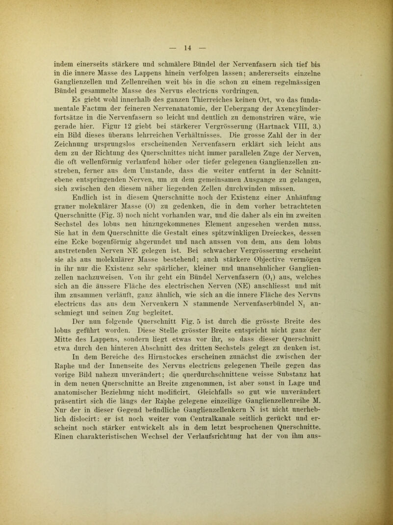 indem einerseits stärkere nnd sclimälere Bündel der Xenmnfasern sich tief bis in die innere Masse des Lappens hinein verfolgen lassen; andererseits einzelne Ganglienzellen nnd Zellenreihen weit bis in die schon zu einem regelmässigen Bündel gesammelte Masse des Nervus electricns Vordringen. Es giebt wohl innerhalb des ganzen Tliierreiches keinen Ort, wo das fnnda- mentale Factum der feineren Xervenanatomie, der Uebergang der Axencylinder- fortsätze in die Xervenfasern so leicht und deutlich zu demonstriren wäre, wie gerade hier. Figur 12 giebt bei stärkerer Vergrösserung (Hartnack YHI, 3.) ein Bild dieses überaus lehrreichen Verhältnisses. Die grosse Zahl der in der Zeichnung nrspruugslos erscheinenden Xervenfasern erklärt sich leicht ans dem zu der Eichtung des Querschnittes nicht immer parallelen Zuge der Nerven, die oft wellenförmig verlaufend höher oder tiefer gelegenen Ganglienzellen zii- streben, ferner aus dem Umstande, dass die weiter entfernt in der Schnitt- ebene entspringenden Nerven, um zu dem gemeinsamen Ansgange zu gelangen, sich zwischen den (Eesem näher liegenden Zellen durchwinden müssen. Endlich ist in diesem Querschnitte noch der Existenz einer Anhäufung grauer moleknlärer Masse (0) zu gedenken, die in dem vorher betrachteten Querschnitte (Fig. 3) noch nicht vorhanden war, nnd die daher als ein im zweiten Sechstel des lobus neu hinzngekonnneues Element angesehen werden muss. Sie hat in dem Querschnitte die Gestalt eines spitzwinkligen Dreieckes, dessen eine Ecke bogenförmig abgerundet und nach aussen von dem, aus dem lobus austretenden Nerven XE gelegen ist. Bei schwacher Vergrösserung erscheint sie als aus moleknlärer Masse bestehend; auch stärkere Objective vermögen in ihr nur die Existenz sehr spärlicher, kleiner nnd unansehnlicher Ganglien- zellen nachzuweisen. Von ihr geht ein Bündel Xervenfasern (0]) aus, welches sich an die äussere Fläche des electrischen Nerven (XHl) anschliesst nnd mit ihm zusammen verläuft, ganz ähnlich, wie sich an die innere Fläche des Nervus electricns das aus dem Xervenkern X stammende Xervenfaserbündel Xi au- schmiegt und seinen Zug begleitet. Der nun folgende Querschnitt Fig. 5 ist durch die grösste Breite des lobus geführt worden. Diese Stelle grösster Breite entspricht nicht ganz der Mitte des Lappens, sondern liegt etwas vor ihr, so dass dieser Querschnitt etwa durch den hinteren Abschnitt des dritten Sechstels gelegt zu denken ist. In dem Bereiche des Hirnstockes erscheinen zunächst die zwischen der Eaphe und der Innenseite des Nervus electricns gelegenen Theile gegen das vorige Bild nahezu unverändert; die qnerdurchschnittene weisse Substanz hat in dem neuen Querschnitte an Breite zugenommen, ist aber sonst in Lage nnd anatomischer Beziehung nicht modificirt. Gleichfalls so gut wie unverändert präsentirt sich die längs der Eaphe gelegene einzeilige Ganglienzellenreihe M. Nur der in dieser Gegend befindliche Ganglienzellenkern X ist nicht unerheb- lich dislocirt: er ist noch weiter vom Centralkanale seitlich gerückt nnd er- scheint noch stärker entwickelt als in dem letzt besprochenen Querschnitte.. Einen charakteristischen 'Wechsel der Verlaufsrichtung hat der von ihm aus-