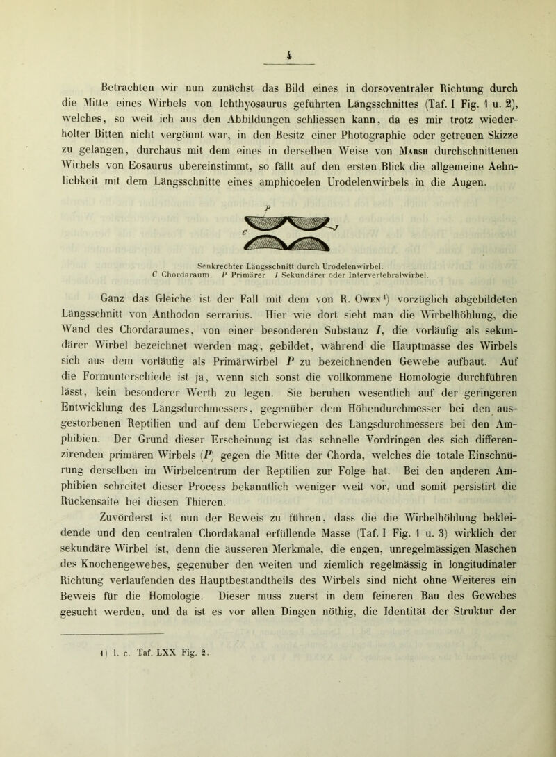 Betrachten wir nun zunächst das Bild eines in dorsoventraler Richtung durch die Mitte eines Wirbels von Ichthyosaurus geführten Längsschnittes (Taf. I Fig. 1 u. 2), welches, so weit ich aus den Abbildungen schliessen kann, da es mir trotz wieder- holter Bitten nicht vergönnt war, in den Besitz einer Photographie oder getreuen Skizze zu gelangen, durchaus mit dem eines in derselben Weise von Marsh durchschnittenen Wirbels von Eosaurus übereinstimmt, so fällt auf den ersten Blick die allgemeine Aehn- lichkeit mit dem Längsschnitte eines amphicoelen Urodelenwirbels in die Augen. ß Senkrechter Längsschnitt durch Urodclenw irbel. C Chordaraum. P Primärer I Sekundärer oder Intervertebralwirbel. Ganz das Gleiche ist der Fall mit dem von R. Owen ‘) vorzüglich abgebildeten Längsschnitt von Anthodon serrarius. Hier wie dort sieht man die Wirbelhöhlung, die Wand des Chordaraumes, von einer besonderen Substanz /, die vorläufig als sekun- därer Wirbel bezeichnet werden mag, gebildet, während die Hauptmasse des Wirbels sich aus dem vorläufig als Primärwirbel P zu bezeichnenden Gewebe aufbaut. Auf die Formunterschiede ist ja, wenn sich sonst die vollkommene Homologie durchführen lässt, kein besonderer Werth zu legen. Sie beruhen wesentlich auf der geringeren Entwicklung des Längsdurchmessers, gegenüber dem Höhendurchmesser bei den aus- gestorbenen Reptilien und auf dem Ueberwiegen des Längsdurchmessers bei den Am- phibien. Der Grund dieser Erscheinung ist das schnelle Vordringen des sich differen- zirenden primären Wirbels (P) gegen die Mitte der Chorda, welches die totale Einschnü- rung derselben im Wirbelcentrum der Reptilien zur Folge hat. Bei den anderen Am- phibien schreitet dieser Process bekanntlich weniger weit vor* und somit persistirt die Rückensaite bei diesen Thieren. Zuvörderst ist nun der Beweis zu führen, dass die die Wirbelhöhlung beklei- dende und den centralen Chordakanal erfüllende Masse (Taf. I Fig. 1 u. 3) wirklich der sekundäre Wirbel ist, denn die äusseren Merkmale, die engen, unregelmässigen Maschen des Knochengewebes, gegenüber den weiten und ziemlich regelmässig in longitudinaler Richtung verlaufenden des Hauptbestandteils des Wirbels sind nicht ohne Weiteres ein Beweis für die Homologie. Dieser muss zuerst in dem feineren Bau des Gewebes gesucht werden, und da ist es vor allen Dingen nöthig, die Identität der Struktur der 1) 1. C. Taf. LXX Fig. 2.