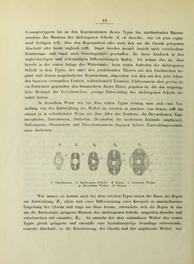 Crossopterygiern bis zu den Repräsentanten dieses Typus hin stattfindenden Massen- zunahme des Blastems der skeletogenen Schicht (A) ob dieselbe, wie ich jetzt ergän- zend beifügen will, blos den Bogenantheil oder auch den um die Chorda gelegenen Abschnitt oder beide zugleich trifft. Damit werden meiner Ansicht nach verschiedene Ernährungs- und somit auch Gewebsgebiete geschaffen, die ihren Ausdruck in den ungleichzeitigen und selbständigen Differenzirungen finden. Ich nehme also an, dass bereits in der ersten Anlage der Wirbelsäule, beim ersten Auftreten der skeletogenen Schicht in dem Typus, der unter den jetztlebenden Thieren mit den Fischlurchen be- ginnt und dessen ausgestorbener Repräsentant, abgesehen von den mit den jetzt leben- den Sauriern verwandten Formen, wahrscheinlich Eosaurus, Ichthyosaurus aber gewiss ist. ein Fortschritt gegenüber den Stammeltern dieser Thiere gegeben ist, die das ursprüng- liche Merkmal der Tectobranchier, geringe Entwicklung der skeletogenen Schicht be- wahrt hatten. In derselben Weise wie bei dem ersten Typus vermag man sich eine Vor- stellung von der Entwicklung der Wirbel im zweiten zu machen, von denen, untl das stimmt ja in erfreulichster Weise mit dem Alter der Fundorte, die Dicynodonten Tapi- nocephalus, Pareiasaurus, Anthodon, Dicynodon) die niedersten Zustände (amphicoel). Nothosaurus, Plesiosaurus und Theeodontosaurus dagegen höhere Entwicklungsverhält- nisse darbieten. ß Bj- B, Bm B*r C. Cliordaraum. 5. Skcletogene Schicht. B. Bogen. C. Centraler Wirbel, p. Periostaler Wirbel. P. Periost. Wie immer, so kommt auch bei dem zweiten Typus zuerst die Masse der Bogen zur Entwicklung, /?7, allein statt einer Differenzirung eines Knorpels in unmittelbarster Umgebung der Chorda und rings um diese herum, entwickeln sich die Bogen in das um die Rückensaite gelagerte Blastem der skeletogenen Schicht, umgreifen dieselbe und verschmelzen mit einander, Bn. So entsteht der dem sekundären Wirbel des ersten Typus gleich gelagerte und ebenfalls eine hyalinknorpelige Grundlage autweisende, centrale Abschnitt, so die Einschnürung der Chorda und der amphicoele Wirbel, wie