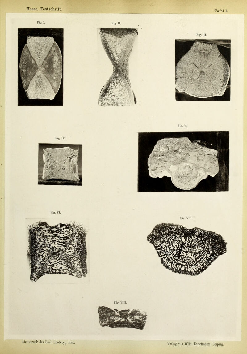 Hasse, Festschrift. Tafel I, Fig. i. Fig. V. Fig. VI. Fig. VII. Fig. VIII. Lichtdruck des Berl. Phototyp. Inst. Verlag von Wilh. Engelmann, Leipzii
