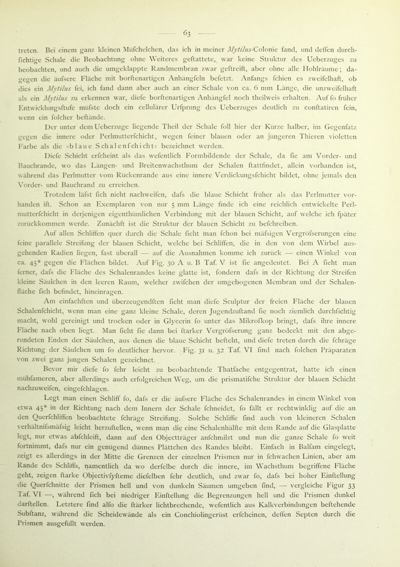 treten. Bei einem ganz kleinen Miifchelchen, das ich in meiner Mytihis-Colonie fand, und deffen durch- fichtige Schale die Beobachtung ohne Weiteres geftattete, war keine Struktur des Ueberzuges zu beobachten, und auch die umgeklappte Randmembran zwar geftreift, aber ohne alle Hohlräume; da- gegen die äufsere Fläche mit borftenartigen Anhängfeln befetzt. Anfangs fchien es zweifelhaft, ob dies ein Mytilus fei, ich fand dann aber auch an einer Schale von ca. 6 mm Länge, die unzweifelhaft als ein Mytilus zu erkennen war, diefe borftenartigen Anhängfel noch theilweis erhalten. Auf fo früher Entwicklungshilfe miifste doch ein cellularer Urfprung des Ueberzuges deutlich zu conftatiren fein, wenn ein folcher behände. Der unter demUeberzuge liegende Theil der Schale foll hier der Kürze halber, im Gegenfatz gegen die innere oder Perlmutterfchicht, wegen feiner blauen oder an jüngeren Thieren violetten Farbe als die »blaue S ch al e n f ch i ch t« bezeichnet werden. Diefe Schicht erfcheint als das wefentlich Formbildende der Schale, da fie am Vorder- und Bauchrande, wo das Längen- und Breitenwachsthum der Schalen ftattfindet, allein vorhanden ist, während das Perlmutter vom Rückenrande aus eine innere Verdickungsfchicht bildet, ohne jemals den Vorder- und Bauchrand zu erreichen. Trotzdem läfst fich nicht nachweifen, dafs die blaue Schicht früher als das Perlmutter vor- handen ift. Schon an Exemplaren von nur 5 mm Länge bilde ich eine reichlich entwickelte Perl- mutterfchicht in derjenigen eigenthtimlichen Verbindung mit der blauen Schicht, auf welche ich fpäter zurückkommen werde. Zunächft ist die Struktur der blauen Schicht zu befchreiben. Auf allen Schliffen quer durch die Schale fieht man fchon bei mäfsigen Vergröfserungen eine feine parallele Streifung der blauen Schicht, welche bei Schliffen, die in den von dem Wirbel aus- gehenden Radien liegen, fast überall — auf die Ausnahmen komme ich zurück — einen Winkel von ca. 450 gegen die Flächen bildet. Auf Fig. 30 A u. B Taf. V ist fie angedeutet. Bei A fieht man ferner, dafs die Fläche des Schalenrandes keine glatte ist, fondern dafs in der Richtung der Streifen kleine Säulchen in den leeren Raum, welcher zwifchen der umgebogenen Membran und der Schalen- fläche fich behndet, hineinragen. Am einfachften und überzeugendften fieht man diefe Sculptur der freien Fläche der blauen Schalenfchicht, wenn man eine ganz kleine Schale, deren Jugendzuftand fie noch ziemlich durchfichtig macht, wohl gereinigt und trocken oder in Glycerin fo unter das Mikrofkop bringt, dafs ihre innere Fläche nach oben liegt. Man fieht fie dann bei ftarker Vergröfserung ganz bedeckt mit den abge- rundeten Enden der Säulchen, aus denen die blaue Schicht befteht, und diefe treten durch die fchräge Richtung der Säulchen um fo deutlicher hervor. Fig. 31 u. 32 Taf. VI find nach folchen Präparaten von zwei ganz jungen Schalen gezeichnet. Bevor mir diefe fo fehr leicht zu beobachtende Thatfache entgegentrat, hatte ich einen nnihfameren, aber allerdings auch erfolgreichen Weg, um die prismatifche Struktur der blauen Schicht nachzuweifen, eingefchlagen. Legt man einen Schliff fo, dafs er die äufsere Fläche des Schalenrandes in einem Winkel von etwa 450 in der Richtung nach dem Innern der Schale fchneidet, fo fällt er rechtwinklig auf die an den Querfchliffen beobachtete fchräge Streifung. Solche Schliffe find auch von kleineren Schalen verhältnifsmäfsig leicht herzuftellen, wenn man die eine Schalenhälfte mit dem Rande auf die Glasplatte legt, nur etwas abfchleift, dann auf den Objectträger anfchmilzt und nun die ganze Schale fo weit fortnimmt, dafs nur ein genügend dünnes Plättchen des Randes bleibt. Einfach in Balfam eingelegt, zeigt es allerdings in der Mitte die Grenzen der einzelnen Prismen nur in fchwachen Linien, aber am Rande des Schliffs, namentlich da wo derfelbe durch die innere, im Wachsthum begriffene Fläche geht, zeigen ftarke Objectivfyfteme diefelben fehr deutlich, und zwar fo, dafs bei hoher Einftellung die Querfchnitte der Prismen hell und von dunkeln Säumen umgeben find, —- vergleiche Figur 33 laf. VI —, während fich bei niedriger Einftellung die Begrenzungen hell und die Prismen dunkel darftellen. Letztere find alfo die ftärker lichtbrechende, wefentlich aus Kalkverbindungen beftehende Subftanz, während die Scheidewände als ein Conchiolingerüst erfcheinen, deffen Septen durch die Prismen ausgefüllt werden.