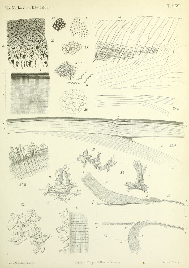 ■WV.Natlmsins- Königsbom Taf.m. (je z .v.A\Tv. ii atlmsius