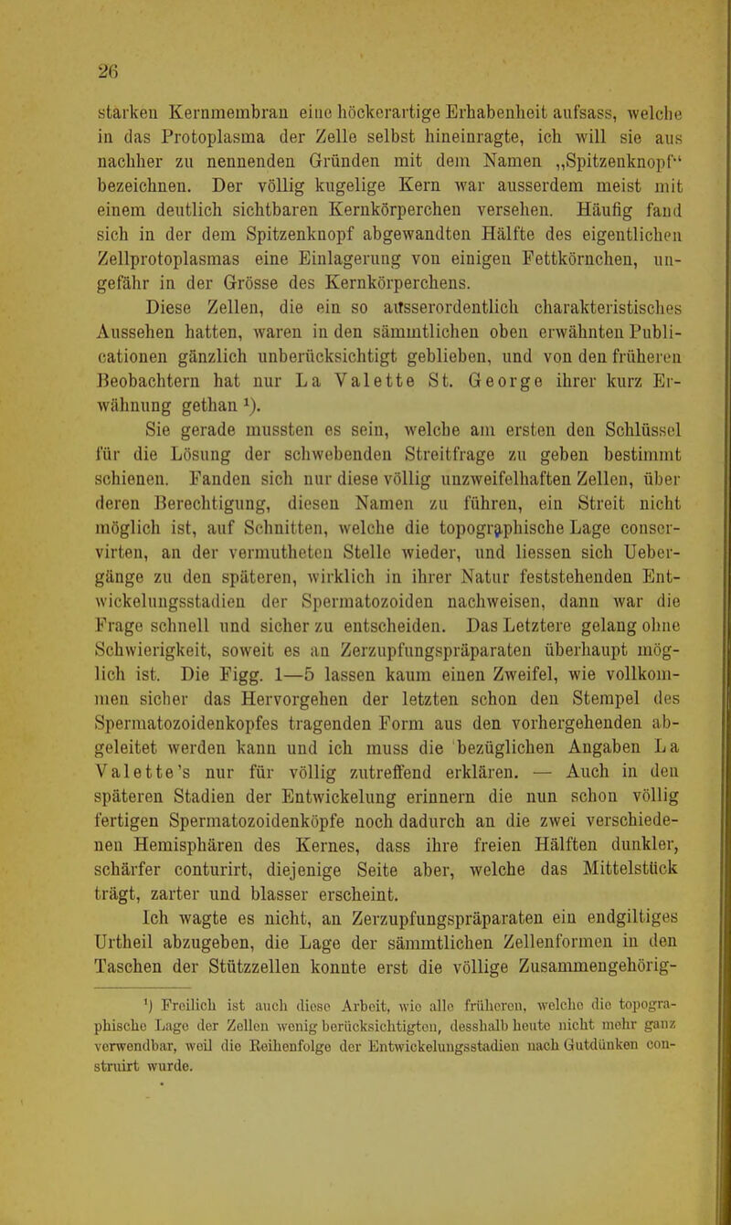 starken Kernmeinbran eine höckerartige Erhabenheit anfsass, welche in das Protoplasma der Zelle selbst hineinragte, ich will sie aus nachher zu nennenden Gründen mit dem Namen „Spitzenknopf bezeichnen. Der völlig kugelige Kern war ausserdem meist mit einem deutlich sichtbaren Kernkörperchen versehen. Häufig fand sich in der dem Spitzenknopf abgewandten Hälfte des eigentlichen Zellprotoplasmas eine Einlagerung von einigen Fettkörnchen, un- gefähr in der Grösse des Kernkörperchens. Diese Zellen, die ein so ausserordentlich charakteristisches Aussehen hatten, waren in den sämmtlichen oben erwähnten Publi- cationen gänzlich unberücksichtigt geblieben, und von den früheren Beobachtern hat nur La Valette St. George ihrer kurz Er- wähnung gethan l). Sie gerade mussten es sein, welche am ersten den Schlüssel für die Lösung der schwebenden Streitfrage zu geben bestimmt schienen. Fanden sich nur diese völlig unzweifelhaften Zellen, über deren Berechtigung, diesen Namen zu führen, ein Streit nicht möglich ist, auf Schnitten, welche die topographische Lage conser- virten, an der vermutheteu Stelle wieder, und liessen sich Ueber- gänge zu den späteren, wirklich in ihrer Natur feststehenden Ent- wickelungsstadien der Spermatozoiden nachweisen, dann war die Frage schnell und sicher zu entscheiden. Das Letztere gelang ohne Schwierigkeit, soweit es an Zerzupfungspräparaten überhaupt mög- lich ist. Die Figg. 1—5 lassen kaum einen Zweifel, wie vollkom- men sicher das Hervorgehen der letzten schon den Stempel des Spermatozoidenkopfes tragenden Form aus den vorhergehenden ab- geleitet werden kann und ich muss die bezüglichen Angaben La Valette's nur für völlig zutreffend erklären. — Auch in den späteren Stadien der Entwickelung erinnern die nun schon völlig fertigen Spermatozoidenköpfe noch dadurch an die zwei verschiede- nen Hemisphären des Kernes, dass ihre freien Hälften dunkler, schärfer conturirt, diejenige Seite aber, welche das Mittelsttick trägt, zarter und blasser erscheint. Ich wagte es nicht, an Zerzupfungspräparaten ein endgiltiges Urtheil abzugeben, die Lage der sämmtlichen Zellenformen in den Taschen der Stützzellen konnte erst die völlige Zusammengehörig- 1) Freilich ist auch diese Arbeit, wie alle früheren, wolcho die topogra- phische Lage der Zellen wenig berücksichtigten, desshalb heute nicht mehr ganz verwendbar, «eil die Reihenfolge der Kntwiekeluugsstadien nach Gutdünken oon- struirt wurde.