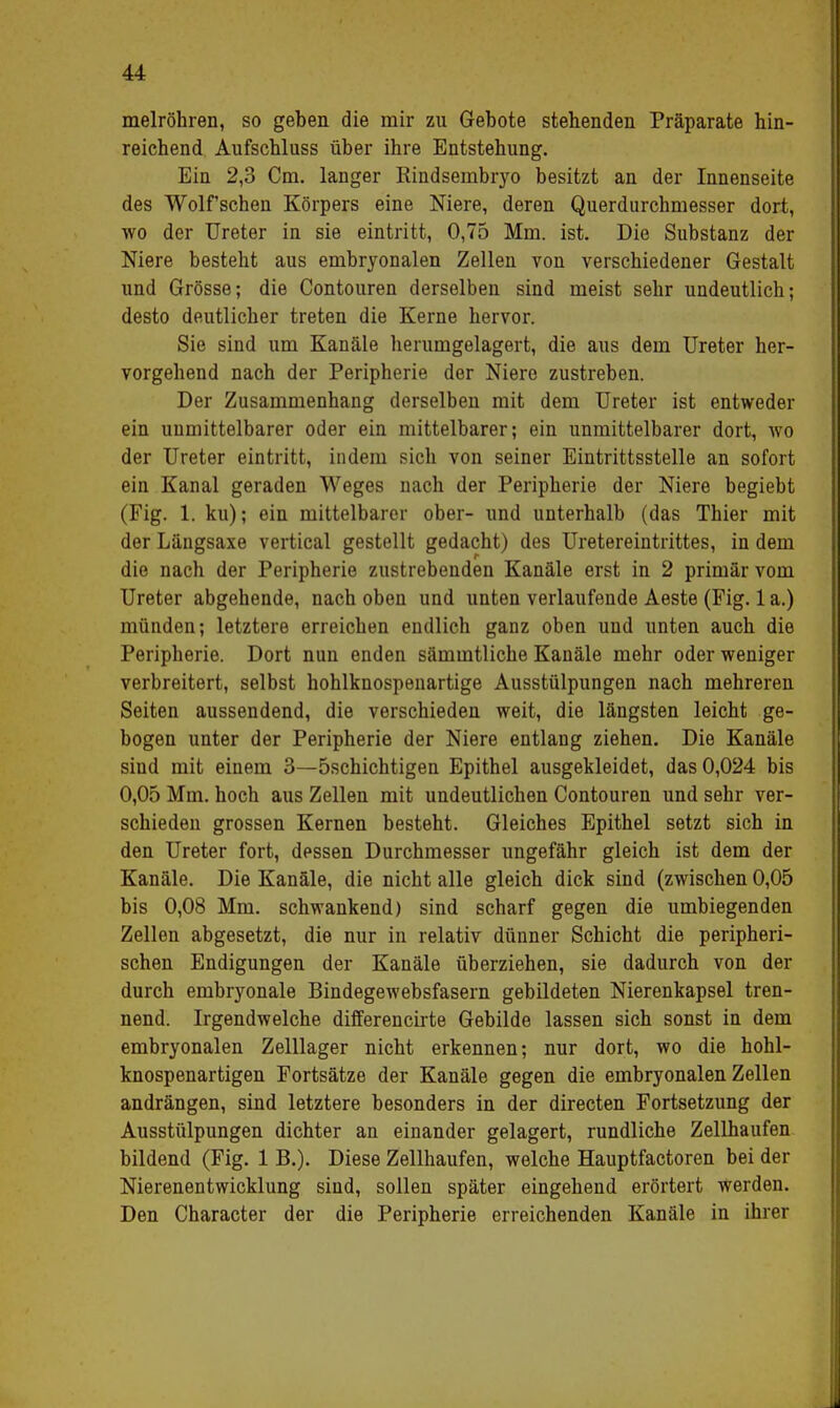 melröhren, so geben die mir zu Gebote stehenden Präparate hin- reichend Aufschluss über ihre Entstehung. Ein 2,3 Cm. langer Eindsembryo besitzt an der Innenseite des Wolfschen Körpers eine Niere, deren Querdurcbmesser dort, wo der Ureter in sie eintritt, 0,75 Mm. ist. Die Substanz der Niere besteht aus embryonalen Zellen von verschiedener Gestalt und Grösse; die Contouren derselben sind meist sehr undeutlich; desto deutlicher treten die Kerne hervor. Sie sind um Kanäle herumgelagert, die aus dem Ureter her- vorgehend nach der Peripherie der Niere zustreben. Der Zusammenhang derselben mit dem Ureter ist entweder ein uumittelbarer oder ein mittelbarer; ein unmittelbarer dort, wo der Ureter eintritt, indem sich von seiner Eintrittsstelle an sofort ein Kanal geraden Weges nach der Peripherie der Niere begiebt (Fig. 1. ku); ein mittelbarer ober- und unterhalb (das Thier mit der Längsaxe vertical gestellt gedacht) des Uretereintrittes, in dem die nach der Peripherie zustrebenden Kanäle erst in 2 primär vom Ureter abgehende, nach oben und unten verlaufende Aeste (Fig. 1 a.) münden; letztere erreichen endlich ganz oben und unten auch die Peripherie. Dort nun enden sämmtliche Kanäle mehr oder weniger verbreitert, selbst hohlknospenartige Ausstülpungen nach mehreren Seiten aussendend, die verschieden weit, die längsten leicht ge- bogen unter der Peripherie der Niere entlang ziehen. Die Kanäle sind mit einem 3—öschichtigen Epithel ausgekleidet, das 0,024 bis 0,05 Mm. hoch aus Zellen mit undeutlichen Contouren und sehr ver- schieden grossen Kernen besteht. Gleiches Epithel setzt sich in den Ureter fort, dessen Durchmesser ungefähr gleich ist dem der Kanäle. Die Kanäle, die nicht alle gleich dick sind (zwischen 0,05 bis 0,08 Mm. schwankend) sind scharf gegen die umbiegenden Zellen abgesetzt, die nur in relativ dünner Schicht die peripheri- schen Endigungen der Kanäle überziehen, sie dadurch von der durch embryonale Bindegewebsfasern gebildeten Nierenkapsel tren- nend. Irgendwelche differencirte Gebilde lassen sich sonst in dem embryonalen Zelllager nicht erkennen; nur dort, wo die hohl- knospenartigen Fortsätze der Kanäle gegen die embryonalen Zellen andrängen, sind letztere besonders in der directen Fortsetzung der Ausstülpungen dichter an einander gelagert, rundliche Zellhaufen bildend (Fig. 1 B.). Diese Zellhaufen, welche Hauptfactoren bei der Nierenentwicklung sind, sollen später eingehend erörtert werden. Den Character der die Peripherie erreichenden Kanäle in ihrer