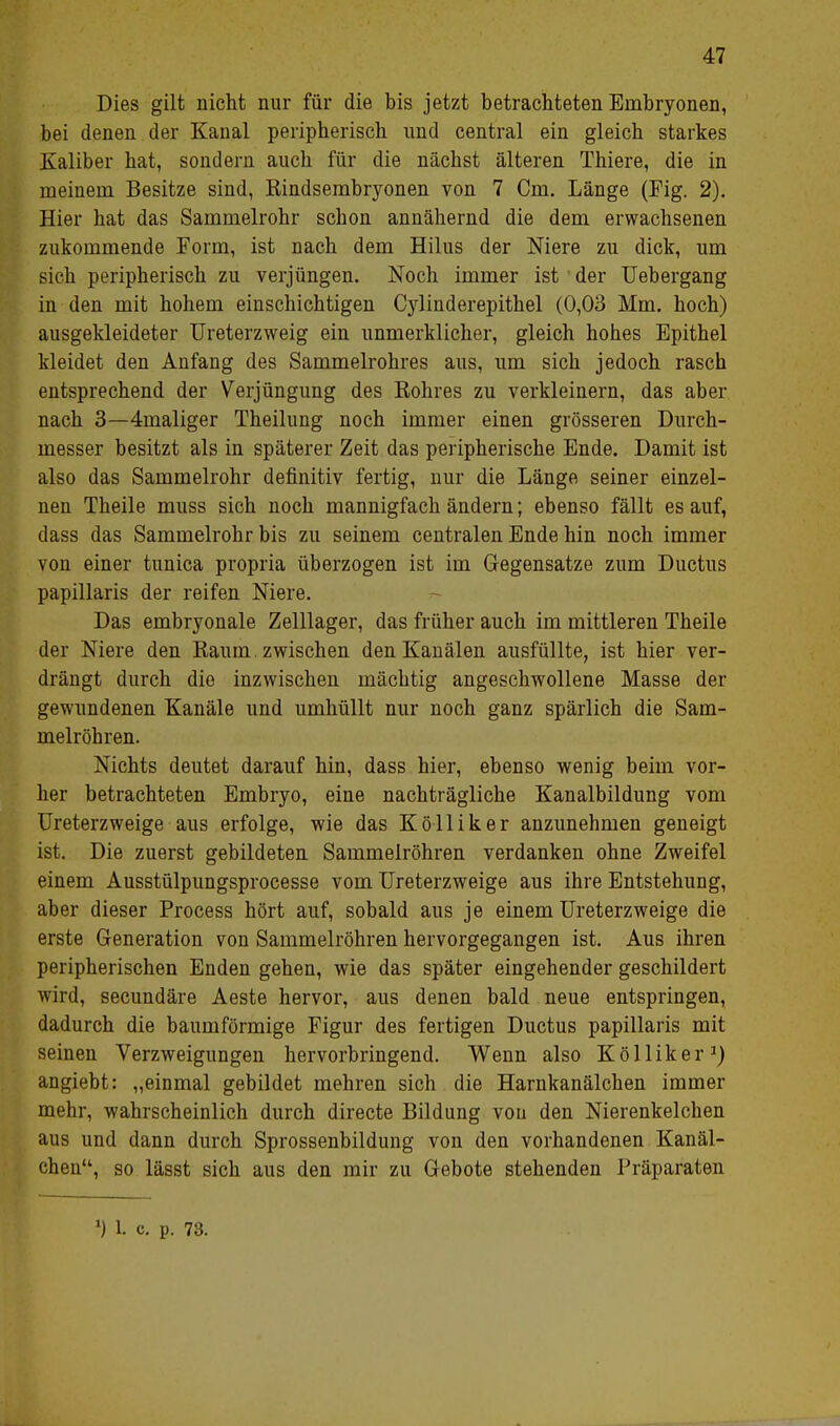 Dies gilt nicht nur für die bis jetzt betrachteten Embryonen, bei denen der Kanal peripherisch und central ein gleich starkes Kaliber hat, sondern auch für die nächst älteren Thiere, die in meinem Besitze sind, Rindsembryonen von 7 Cm. Länge (Fig. 2). Hier hat das Sammelrohr schon annähernd die dem erwachsenen zukommende Form, ist nach dem Hilus der Niere zu dick, um sich peripherisch zu verjüngen. Noch immer ist der Uebergang in den mit hohem einschichtigen Cylinderepithel (0,03 Mm. hoch) ausgekleideter Ureterzweig ein unmerklicher, gleich hohes Epithel kleidet den Anfang des Sammelrohres aus, um sich jedoch rasch entsprechend der Verjüngung des Rohres zu verkleinern, das aber nach 3—4maliger Theilung noch immer einen grösseren Durch- messer besitzt als in späterer Zeit das peripherische Ende. Damit ist also das Sammelrohr definitiv fertig, nur die Länge seiner einzel- nen Theile muss sich noch mannigfach ändern; ebenso fällt es auf, dass das Sammelrohr bis zu seinem centralen Ende hin noch immer von einer tunica propria überzogen ist im Gegensatze zum Ductus papillaris der reifen Niere. Das embryonale Zelllager, das früher auch im mittleren Theile der Niere den Raum zwischen denKauälen ausfüllte, ist hier ver- drängt durch die inzwischen mächtig angeschwollene Masse der gewundenen Kanäle und umhüllt nur noch ganz spärlich die Sam- melröhren. Nichts deutet darauf hin, dass hier, ebenso wenig beim vor- her betrachteten Embryo, eine nachträgliche Kanalbildung vom Ureterzweige aus erfolge, wie das K ö 11 i k e r anzunehmen geneigt ist. Die zuerst gebildeten Sammelröhren verdanken ohne Zweifel einem Ausstülpungsprocesse vom Ureterzweige aus ihre Entstehung, aber dieser Process hört auf, sobald aus je einem Ureterzweige die erste Generation von Sammelröhren hervorgegangen ist. Aus ihren peripherischen Enden gehen, wie das später eingehender geschildert wird, secundäre Aeste hervor, aus denen bald neue entspringen, dadurch die baumförmige Figur des fertigen Ductus papillaris mit seinen Verzweigungen hervorbringend. Wenn also Kölliker1) angiebt: „einmal gebildet mehren sich die Harnkanälchen immer mehr, wahrscheinlich durch directe Bildung von den Nierenkelcben aus und dann durch Sprossenbildung von den vorhandenen Kanäl- chen, so lässt sich aus den mir zu Gebote stehenden Präparaten *) L c p. 73.