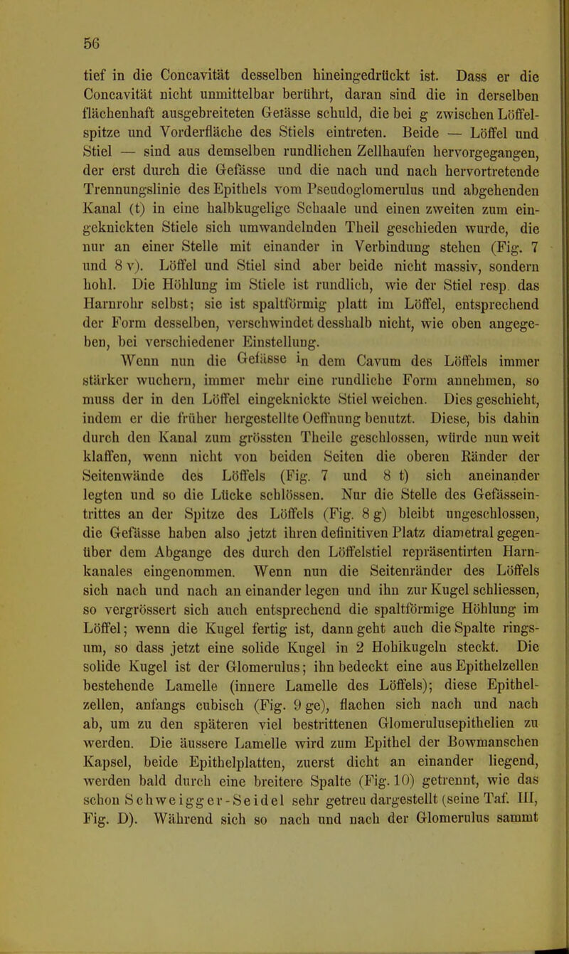 tief in die Concavität desselben hineingedrückt ist. Dass er die Concavität nicht unmittelbar berührt, daran sind die in derselben flächenhaft ausgebreiteten Geiässe schuld, die bei g zwischen Löffel- spitze und Vorderfläche des Stiels eintreten. Beide — Löffel und Stiel — sind aus demselben rundlichen Zellhaufen hervorgegangen, der erst durch die Gefässe und die nach und nach hervortretende Trennungslinie des Epithels vom Pseudoglomerulus und abgehenden Kanal (t) in eine halbkugelige Schaale und einen zweiten zum ein- geknickten Stiele sich umwandelnden Theil geschieden wurde, die nur an einer Stelle mit einander in Verbindung stehen (Fig. 7 und 8 v). Löffel und Stiel sind aber beide nicht massiv, sondern hohl. Die Höhlung im Stiele ist rundlich, wie der Stiel resp. das Harnrohr selbst; sie ist spaltfürmig platt im Löffel, entsprechend der Form desselben, verschwindet dessbalb nicht, wie oben angege- ben, bei verschiedener Einstellung. Wenn nun die Gelasse in dem Cavum des Löffels immer starker wuchern, immer mehr eine rundliche Form annehmen, so muss der in den Löffel eingeknickte Stiel weichen. Dies geschieht, indem er die früher hergestellte Oeffnung benutzt. Diese, bis dahin durch den Kanal zum grössten Theile gescblossen, würde nun weit klaffen, wenn nicht von beiden Seiten die oberen Känder der Seitenwände des Löffels (Fig. 7 und 8 t) sich aneinander legten und so die Lücke schlössen. Nur die Stelle des Gefässein- trittes an der Spitze des Löffels (Fig. 8 g) bleibt ungeschlossen, die Gefässe haben also jetzt ihren definitiven Platz diametral gegen- über dem Abgange des durch den Löffelstiel reprasentirten Harn- kanales eingenommen. Wenn nun die Seitenränder des Löffels sich nach und nach an einander legen und ihn zur Kugel schliessen, so vergrössert sich auch entsprechend die spaltförmige Höhlung im Löffel; wenn die Kugel fertig ist, dann geht auch die Spalte rings- um, so dass jetzt eine solide Kugel in 2 Hohikugeln steckt. Die solide Kugel ist der Glomerulus; ihn bedeckt eine aus Epithelzellen bestehende Lamelle (innere Lamelle des Löffels); diese Epithel- zellen, anfangs eubisch (Fig. 9 ge), flachen sich nach und nach ab, um zu den späteren viel bestrittenen Glomerulusepithelien zu werden. Die äussere Lamelle wird zum Epithel der Bowmanschen Kapsel, beide Epithelplatten, zuerst dicht an einander liegend, werden bald durch eine breitere Spalte (Fig. 10) getrennt, wie das schon Schweigger- Seidel sehr getreu dargestellt (seine Taf. III, Fig. D). Während sich so nach und nach der Glomerulus sammt
