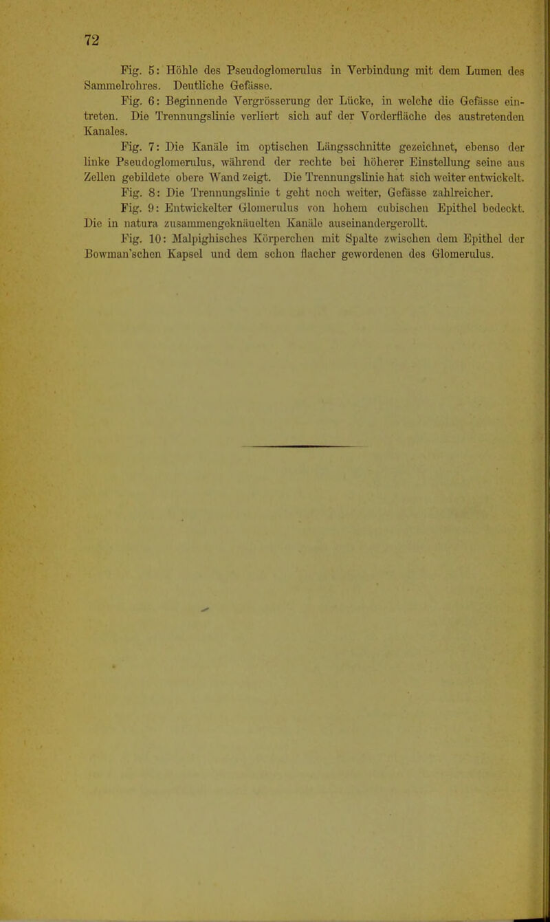 Fig. 5: Höhlo des Pseudoglomerulus in Verbindung mit dem Lumen des Sammelrohres. Deutliche Gefässe. Fig. 6: Beginnende Vergrössorung der Lücke, in welche die Gefässe ein- treten. Die Trennungslinie verliert sich auf der Vorderfläche des austretenden Kanales. Fig. 7: Die Kanäle im optischen Längsschnitte gezeichnet, ebenso der linke Pseudoglomerulus, -während der rechte bei höherer Einstellung seine aus Zellen gebildete obere Wand zeigt. Die Trennungslinie hat sieb weiter entwickelt. Fig. 8: Die Trennungslinie t geht noch weiter, Gefässe zahlreicher. Fig. 9: Entwickelter Glomerulus von hohem eubischen Epithel bodeckt. Die in natura zusammengeknäuelteu Kanälo auseinandergerollt. Fig. 10: Malpighisches Körperchen mit Spalte zwischen dem Epithel der Bowman'schon Kapsel und dem schon flacher gewordenen des Glomerulus.