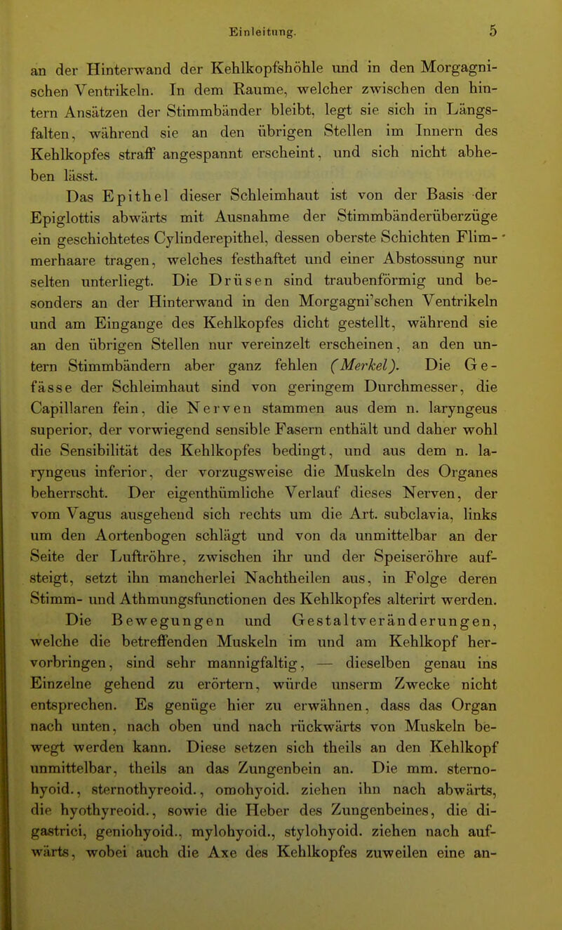 an der Hinterwand der Kehlkopfshöhle und in den Morgagni- schen Ventrikeln. In dem Räume, welcher zwischen den hin- tern Ansätzen der Stimmbänder bleibt, legt sie sich in Längs- falten, während sie an den übrigen Stellen im Innern des Kehlkopfes straff angespannt erscheint, und sich nicht abhe- ben lässt. Das Epithel dieser Schleimhaut ist von der Basis der Epiglottis abwärts mit Ausnahme der Stimmbänderüberzüge ein geschichtetes Cylinderepithel, dessen oberste Schichten Flim- • merhaare tragen, welches festhaftet und einer Abstossung nur selten unterliegt. Die Drüsen sind traubenförmig und be- sonders an der Hinterwand in den Morgagni'schen Ventrikeln und am Eingange des Kehlkopfes dicht gestellt, während sie an den übrigen Stellen nur vereinzelt erscheinen, an den un- tern Stimmbändern aber ganz fehlen (Merkel). Die Ge- fässe der Schleimhaut sind von geringem Durchmesser, die Capillaren fein, die Nerven stammen aus dem n. laryngeus superior, der vorwiegend sensible Fasern enthält und daher wohl die Sensibilität des Kehlkopfes bedingt, und aus dem n. la- ryngeus inferior, der vorzugsweise die Muskeln des Organes beherrscht. Der eigenthümliche Verlauf dieses Nerven, der vom Vagus ausgehend sich rechts um die Art. subclavia, links um den Aortenbogen schlägt und von da unmittelbar an der Seite der Luftröhre, zwischen ihr und der Speiseröhre auf- steigt, setzt ihn mancherlei Nachtheilen aus, in Folge deren Stimm- und Athmungsftinctionen des Kehlkopfes alterirt werden. Die Bewegungen und Gestaltveränderungen, welche die betreffenden Muskeln im und am Kehlkopf her- vorbringen, sind sehr mannigfaltig, — dieselben genau ins Einzelne gehend zu erörtern, würde unserm Zwecke nicht entsprechen. Es genüge hier zu erwähnen, dass das Organ nach unten, nach oben und nach rückwärts von Muskeln be- wegt werden kann. Diese setzen sich theils an den Kehlkopf unmittelbar, theils an das Zungenbein an. Die mm. sterno- hyoid., sternothyreoid., omohyoid. ziehen ihn nach abwärts, die hyothyreoid., sowie die Heber des Zungenbeines, die di- gastrici, geniohyoid., mylohyoid., stylohyoid. ziehen nach auf- wärts, wobei auch die Axe des Kehlkopfes zuweilen eine an-